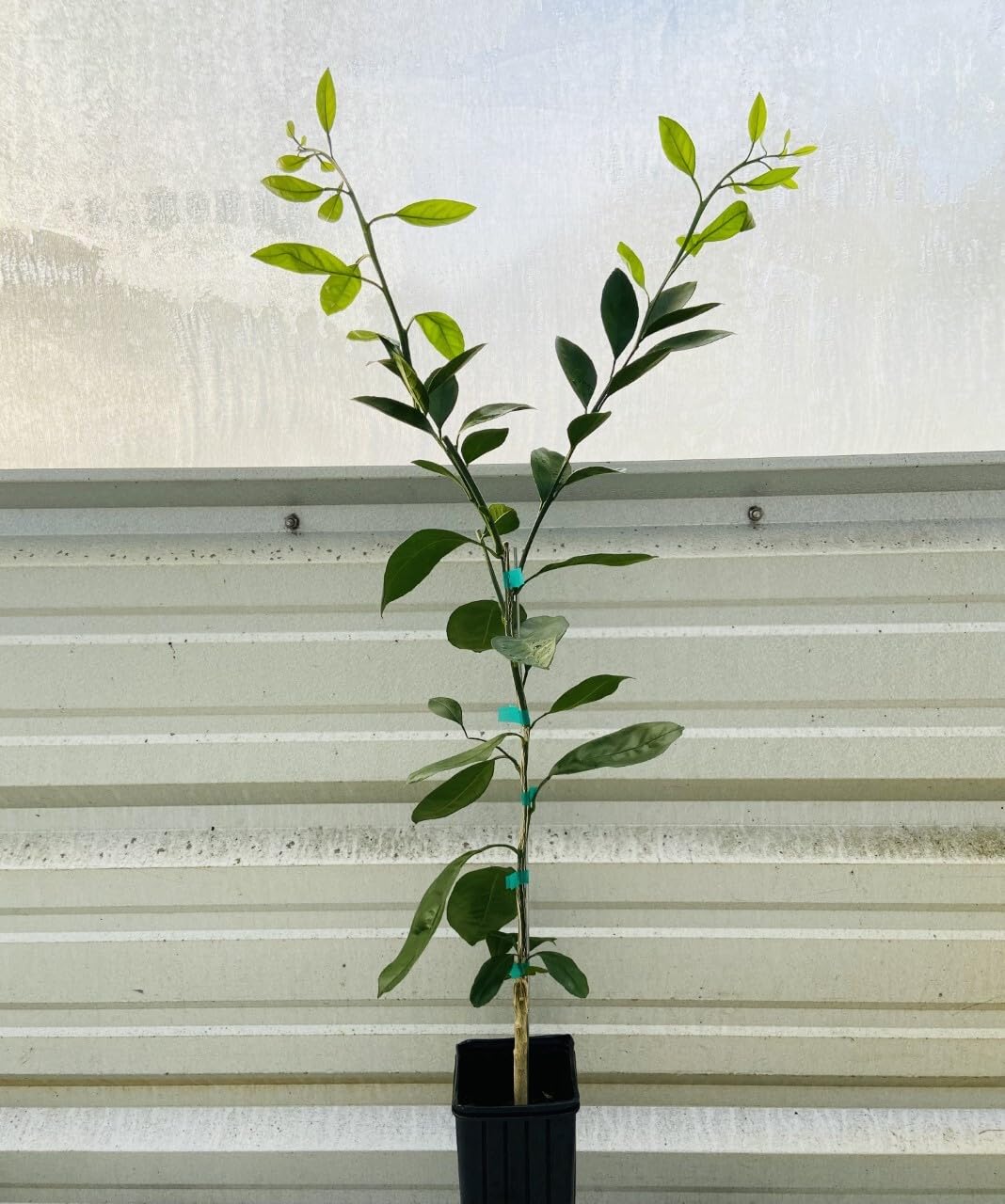 Live Plant - Clementine/Algerian Mandarin Tree - Semi-Dwarf - 24-36" Tall - Live Citrus Plant