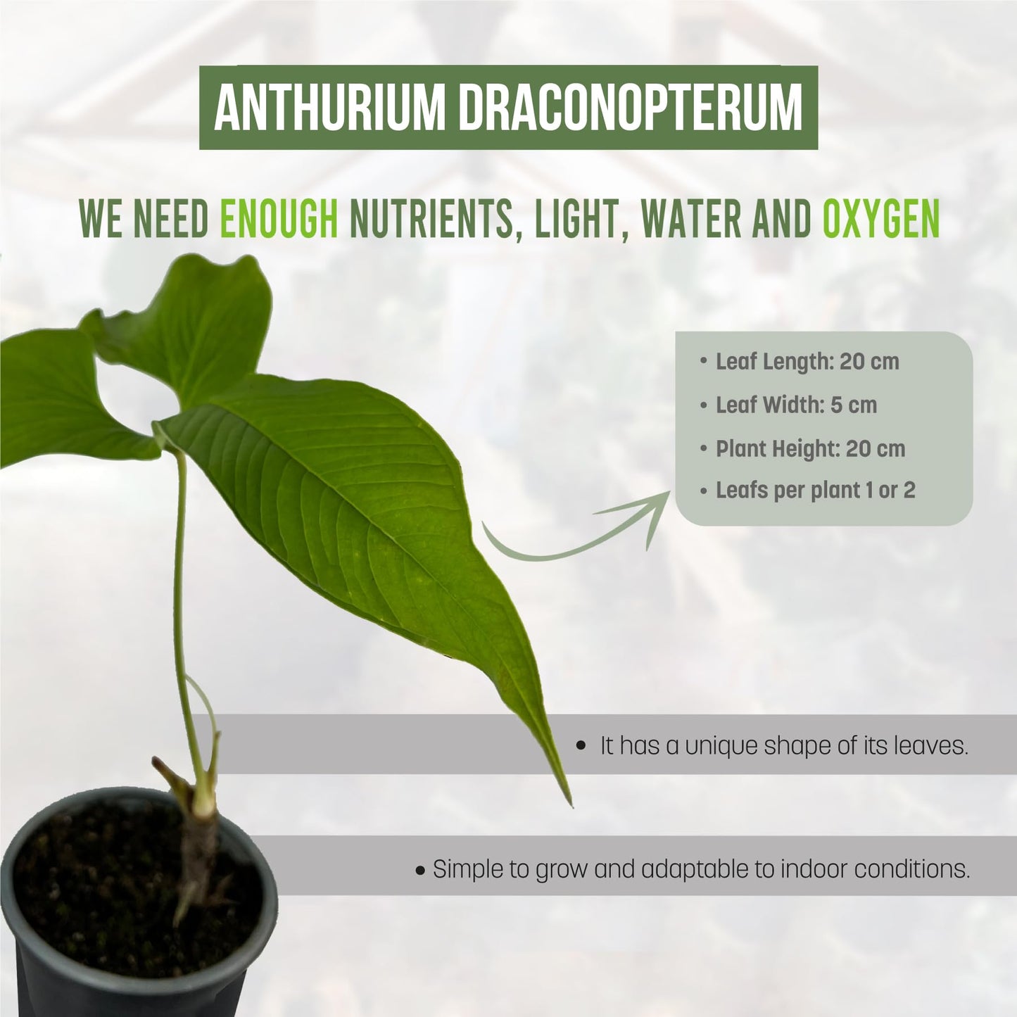 LEAL PLANTS ECUADOR Anthurium Draconopterum| Lush Green Indoor House Plant | Large Elephant Ear Leaves | Air-Purifying Low-Light Houseplant | Exotic Tropical Anthurium for Home Decor