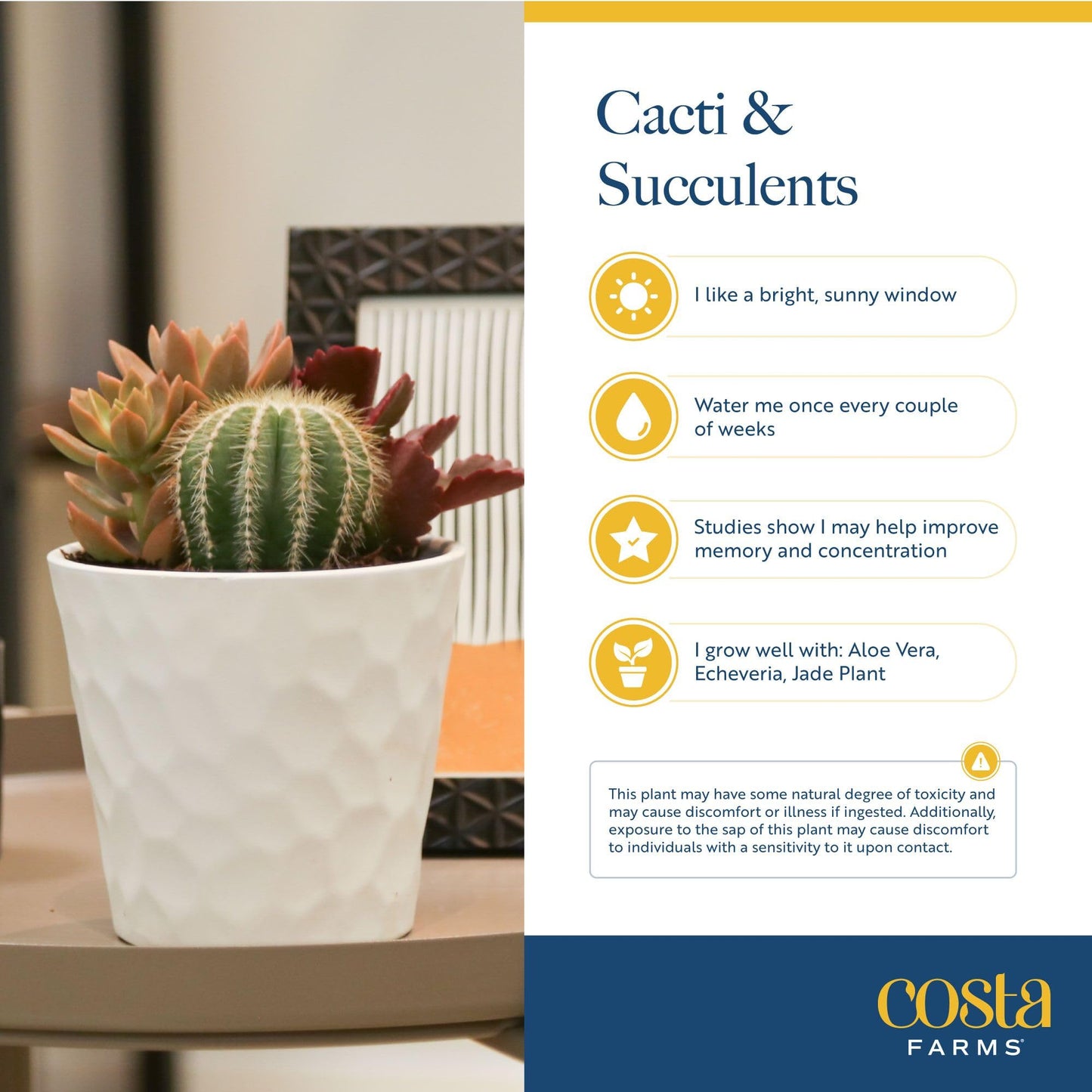 Costa Farms Succulents (10 Pack), Live 2.5 Inch Succulent Plants, Grower's Choice Houseplants, Potted in Nursery Plant Pots, Potting Soil, Gift for Bulk Baby Shower, Bridal Shower, DIY Room Décor