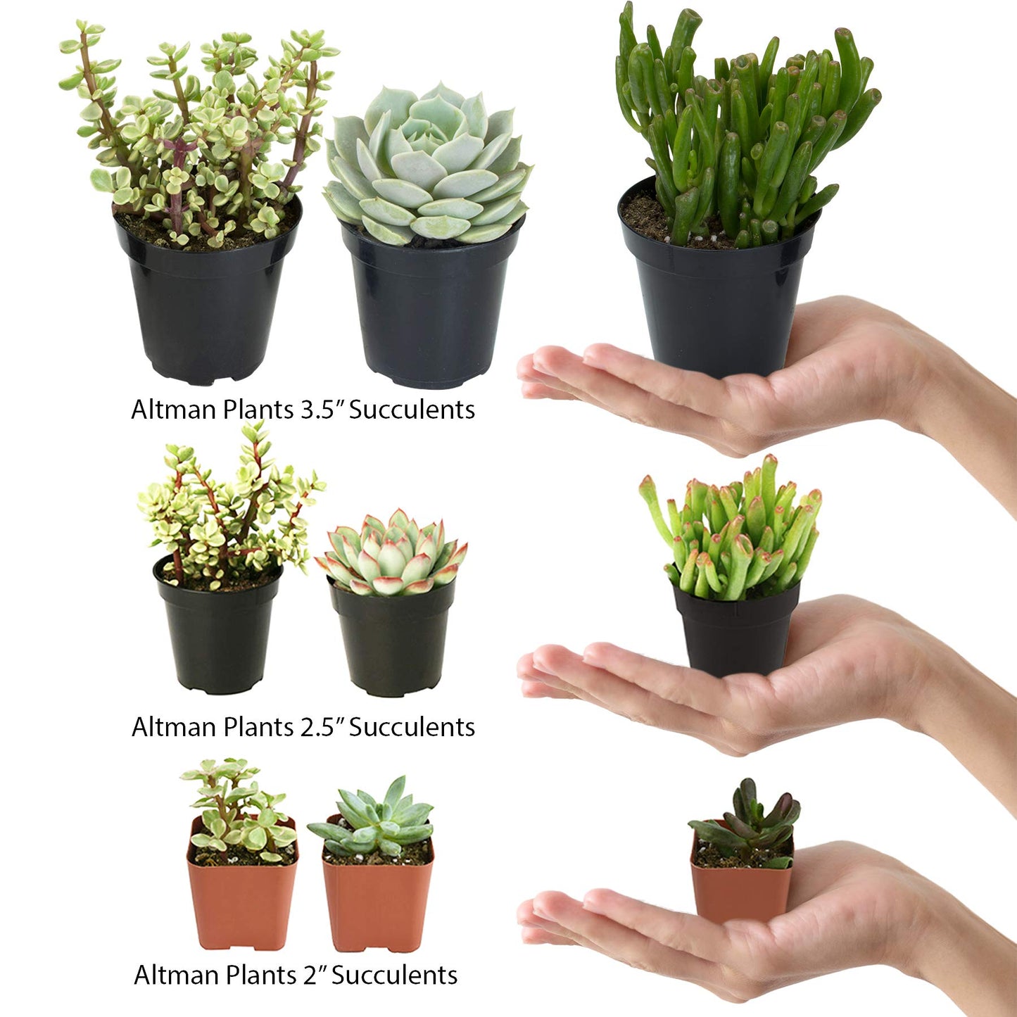 Altman Plants, Assorted Cactus Plants Live Succulents (6 Pack), Live Cactus Plant Lover Gifts, Cacti Succulents Plants Live Houseplants, Succulent Indoor Plants Live Plants in Cactus Soil Potting Mix