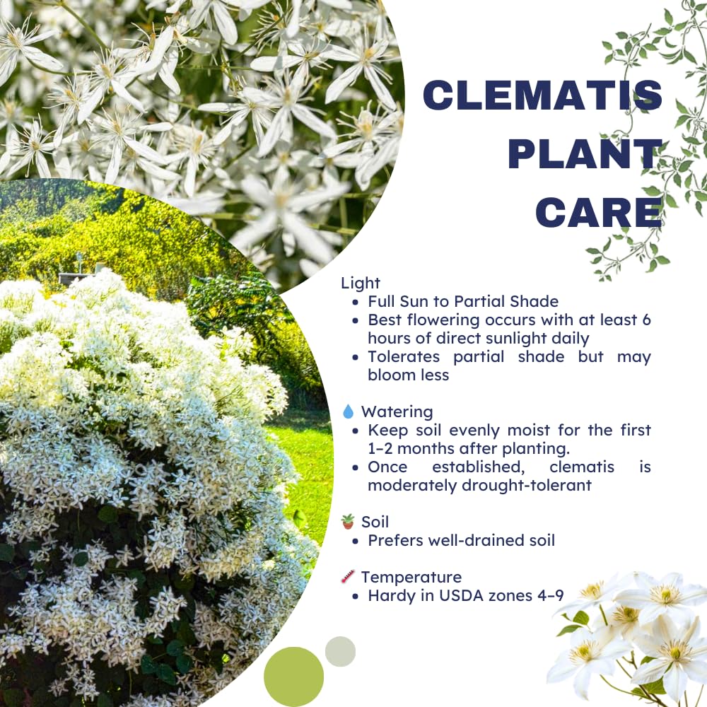 3 Sweet Autumn Clematis Plants Live Well-Rooted in 4” Pots, Fast Growing Fragrant Flowering Vine for Outdoor Garden and Trellis