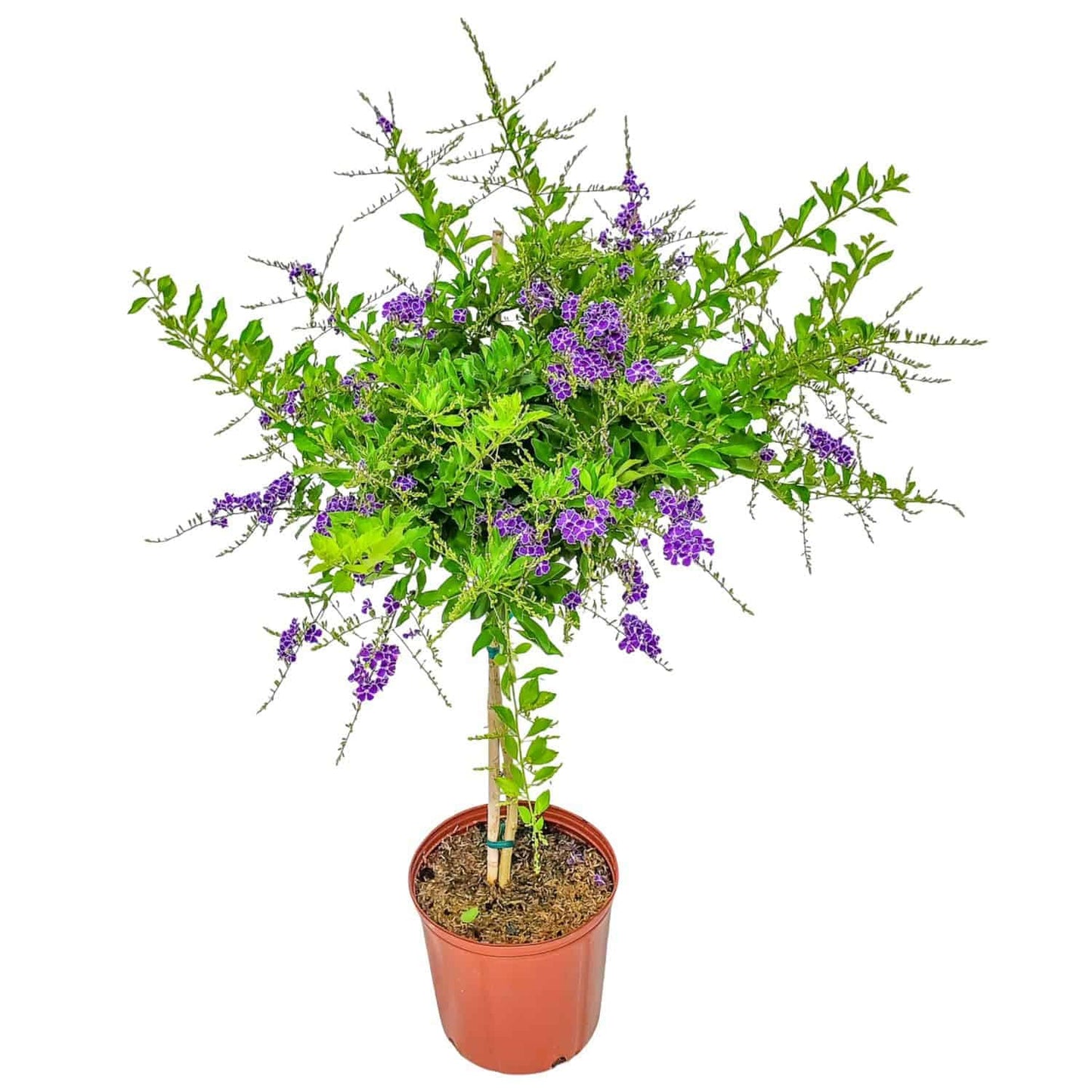 Duranta Tree Live Plant - Purple Showers - Overall Height 36" to 42" - Tropical Plants of Florida (Plant in Growers Pot)