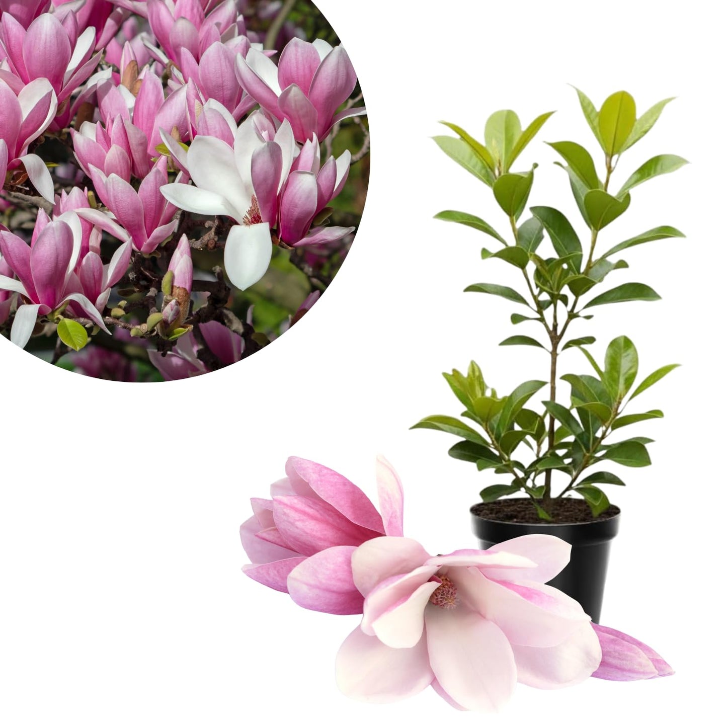Jane Magnolia Tree Live Plant in 4-8 Inches, Fragrant Spring Blooms, Hardy Perennial Magnolia Flowers Potted Ready to Grow, Winter Dormant