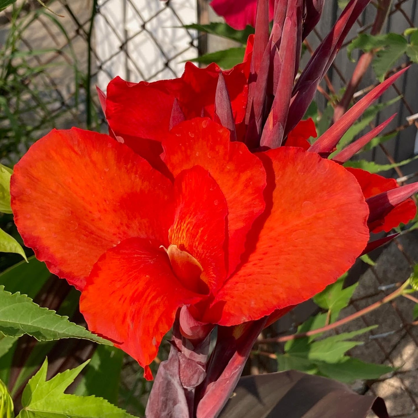 Australia Canna Lily Bulb – Deep Crimson Blooms, Dark Chocolate Bronze Foliage, Tropical Garden Perennial, Zones 3–9, 4–5 Ft Tall, Summer Rhizome, 1 Bulb