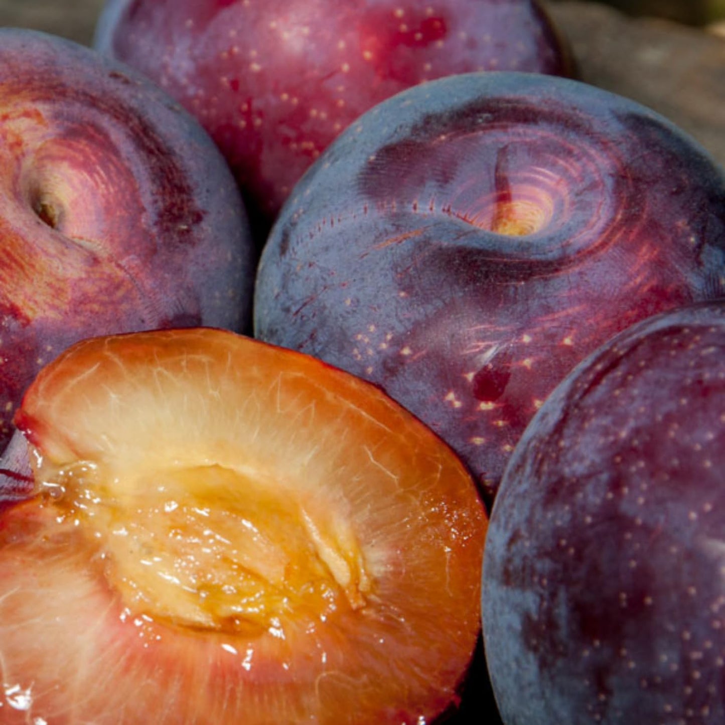 Flavor Pluot Tree Live Plant in 3 Gallon Pot, 2-3 Feet Plum Apricot Pluot Fruit Tree for Outdoor Garden or Backyard Growing, No Ship to CA