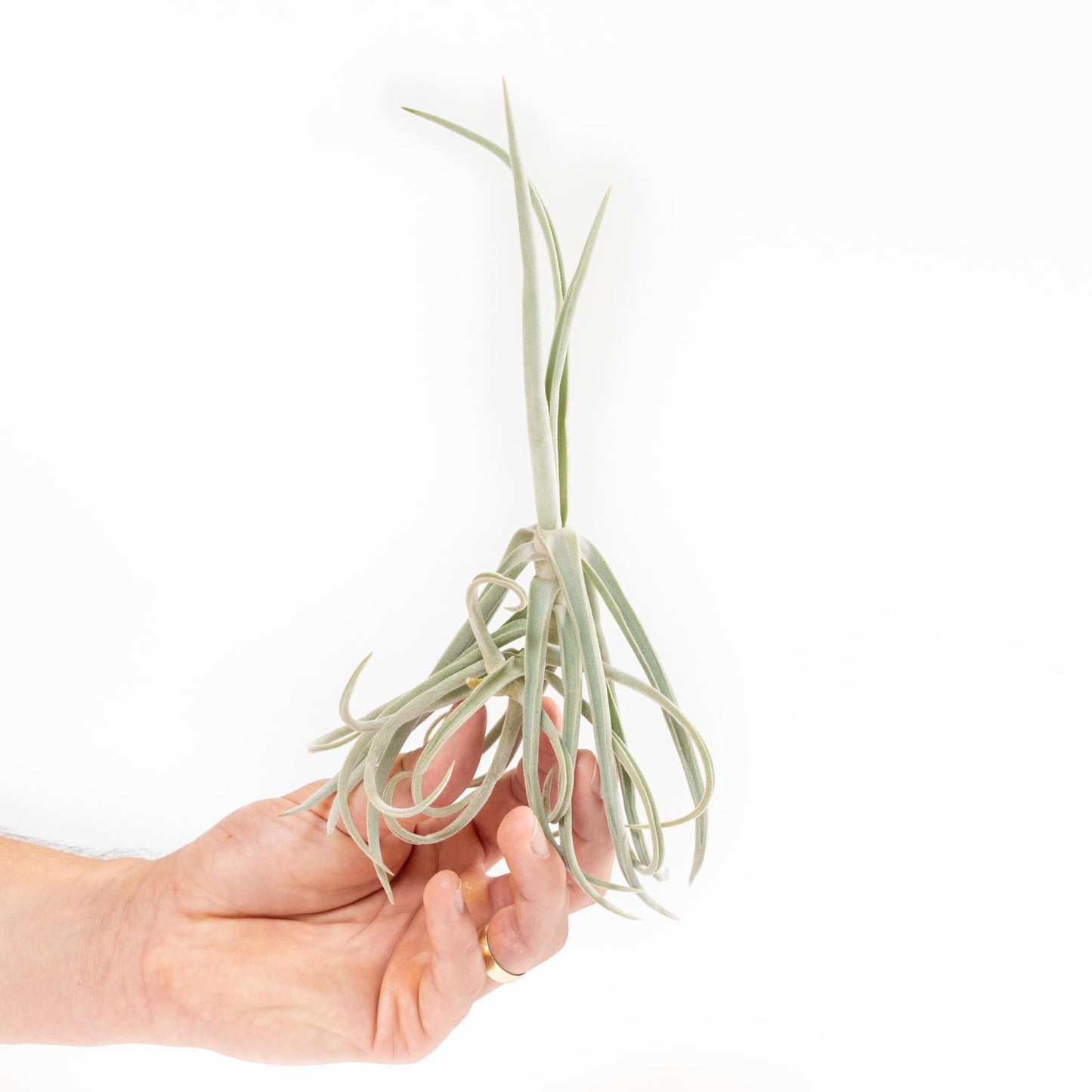 Tillandsia Duratii - Live Tillandsia Succulent House Plants - Home and Garden Decor - Easy Care Indoor/Outdoor Plants (Pack of 1)