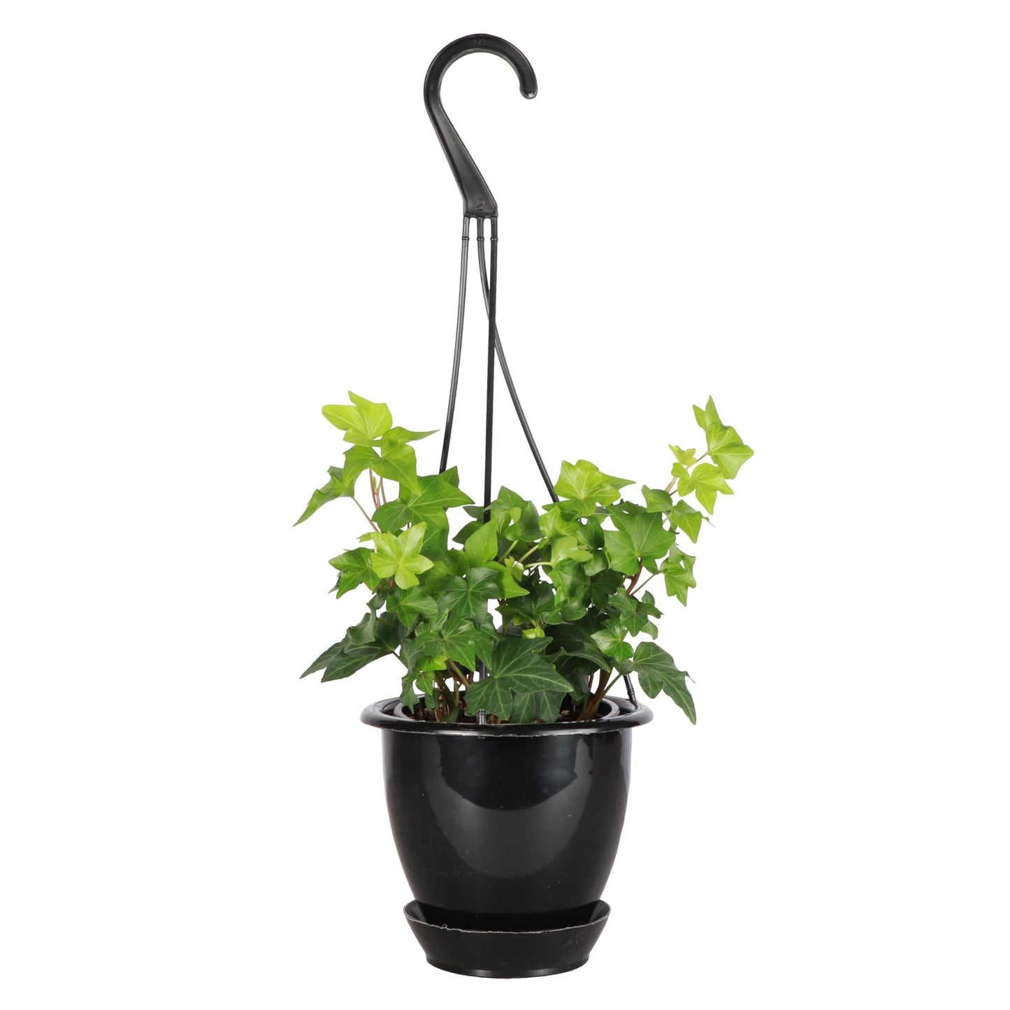 Thorsen's Greenhouse Green English Ivy Plant, Hedera Helix, Trailing Plant, Live Indoor Plant, 4" Diameter Pot, Black Hanging Pot