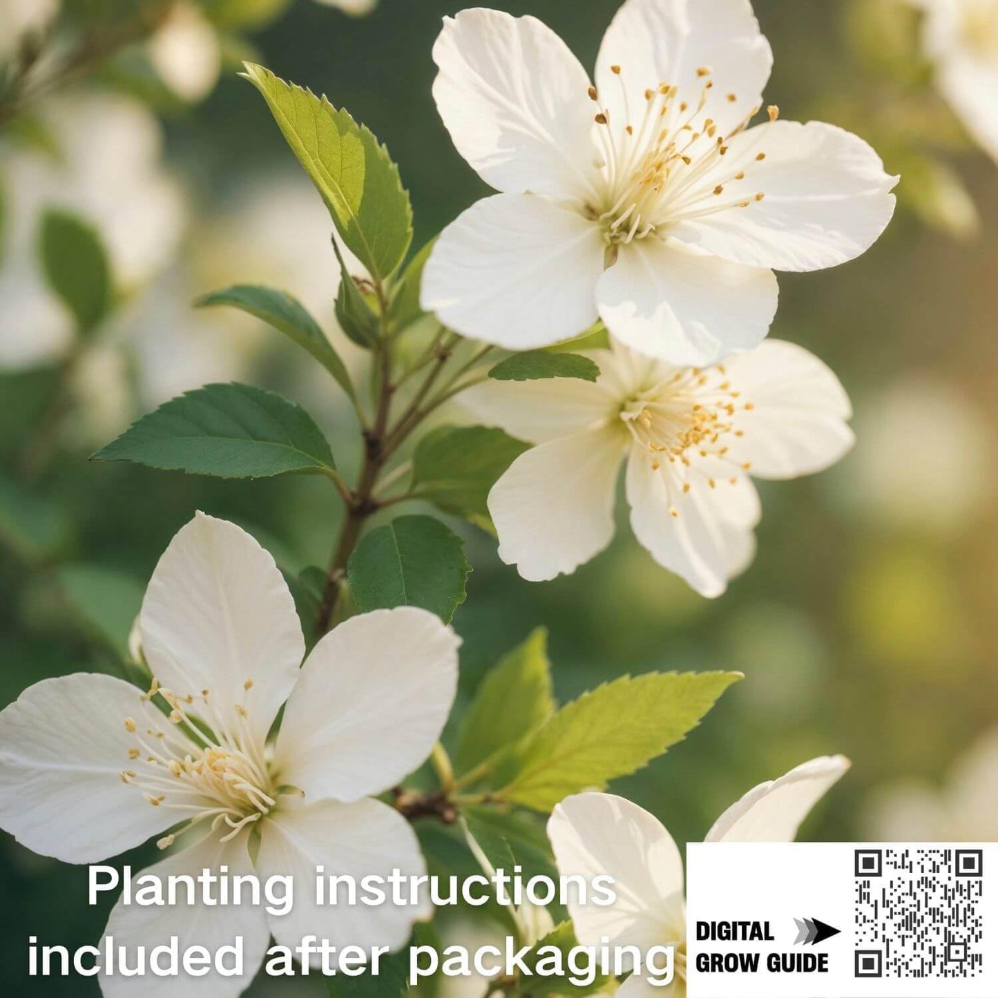 400+ Climbing Jasmine Flower Seeds for Planting – Easy to Grow, Non-GMO, High Germination Fragrant Flowers for Home Garden, Balcony, Trellis, Fence, Vertical Garden Decor
