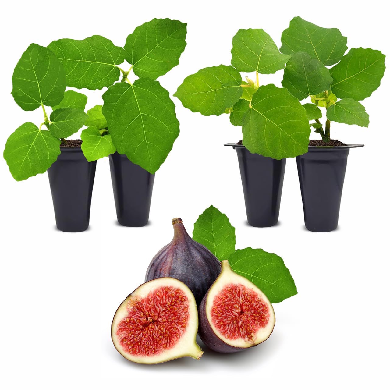 Fig Tree Chicago Hardy Live Plant (4 Pack) Cold-Hardy Live Plants to -10°F | Easy to Grow Plants | Edible Fruit Plant | Grow Your own Food on Your Edible Organic Garden| Live for Planting.