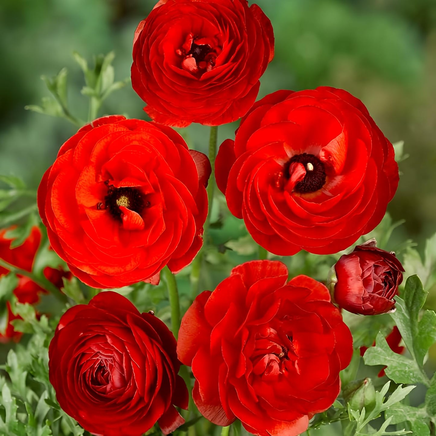 25 Red Ranunculus Bulbs Spring Planting - Buttercup Flower Bulb Value Bag - Plant in Gardens, Containers & Flowerbeds - Easy to Grow Perennial Flowers Bulbs by Willard & May