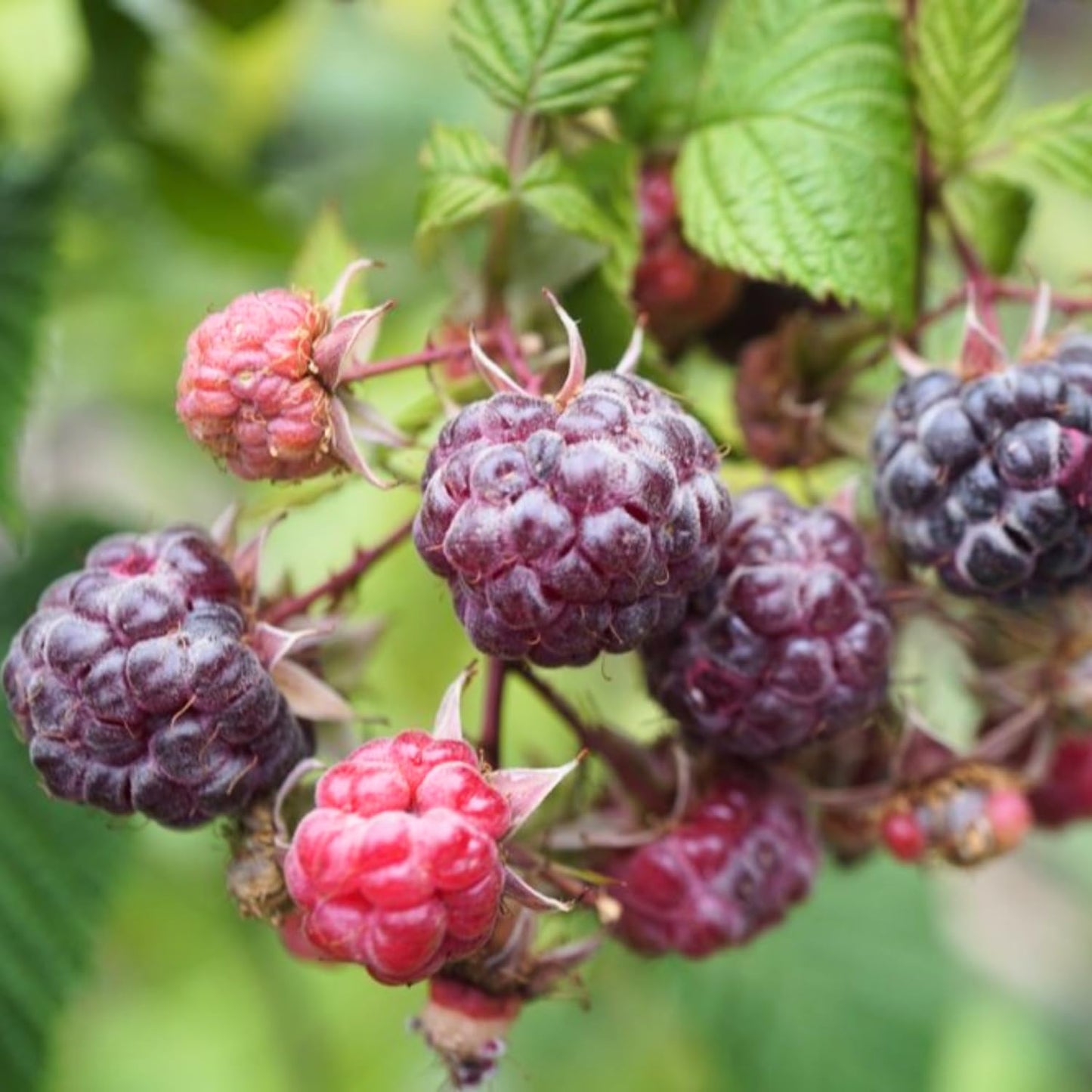 Pack 2 Raspberry Plants Live for Planting, Cold Hardy Raspberry Trees Live Plants, 4 to 9 Inches Tall, Sweet Berry Fruits Seedlings (Purple Thornless Raspberry)