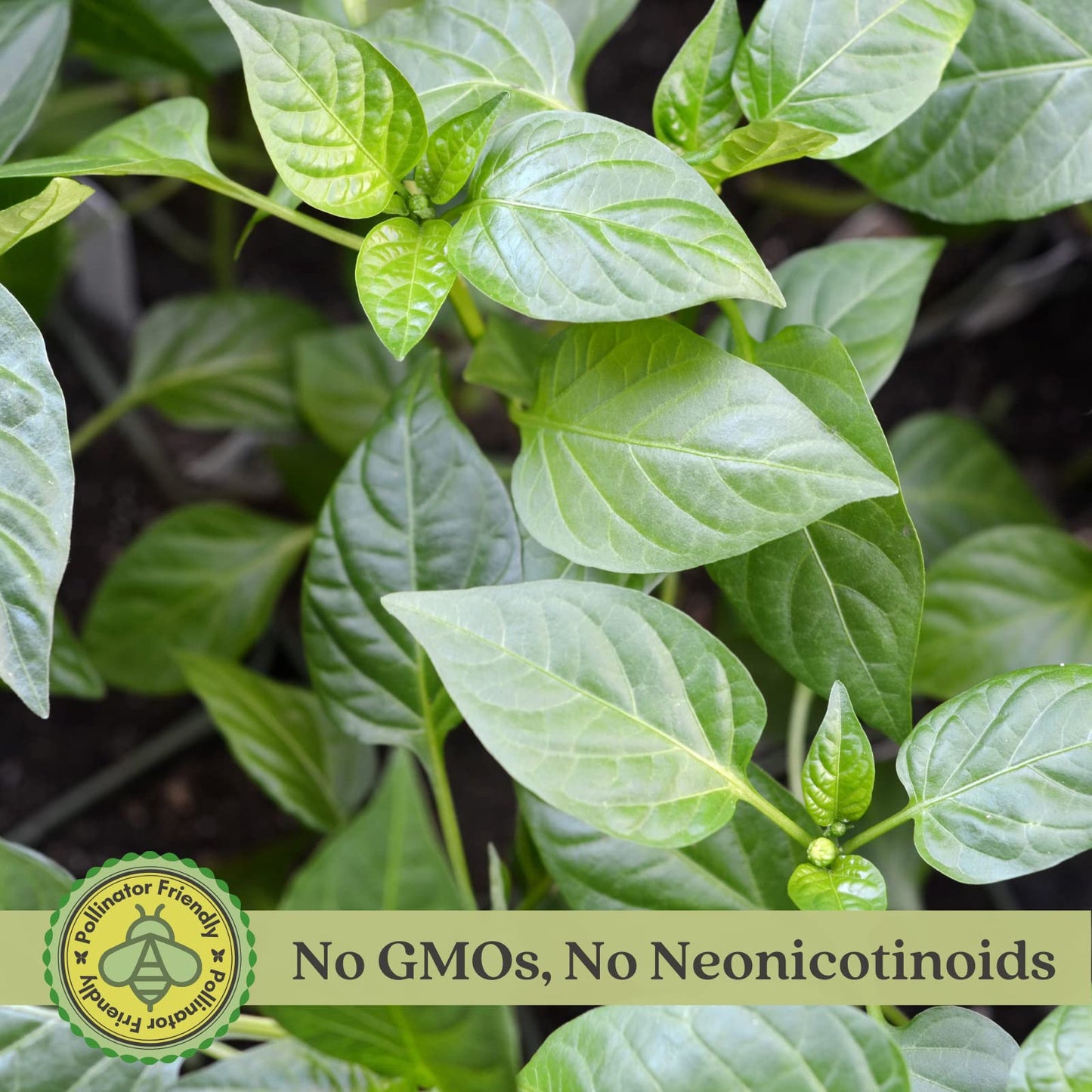 Clovers Garden Jalapeno Megatron Pepper Plants– Two (2) Live Plants – Non-GMO - Not Seeds - Each 4" to 8" Tall – in 4" Inch Pots – Mild Heat, Jumbo Fruit