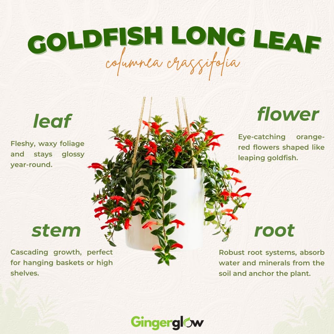 Trailing Goldfish Flowers Plants Live Houseplants, 4-6 Inch Tall, Long Leaf Golden Fish Plants, Flowering Trailing Plant Suitable for Gifts & Ideal for Home Interiors