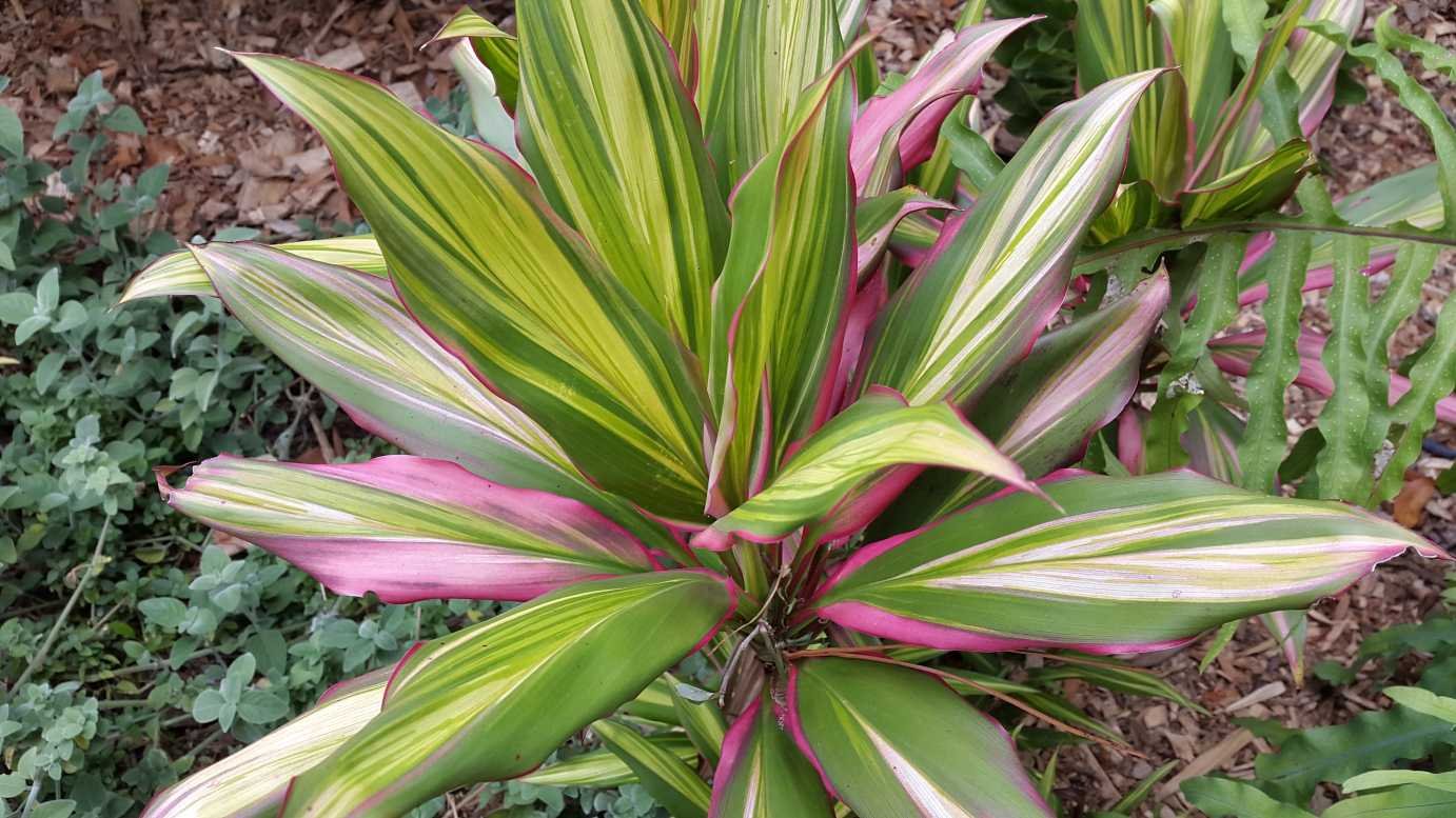 Cordyline Kiwi Ti Plant - Live Plant in an 10 Inch Growers Pot - Cordyline Fruticosa 'Kiwi' - Florist Quality Beautiful Indoor Outdoor Air Purifying Houseplant