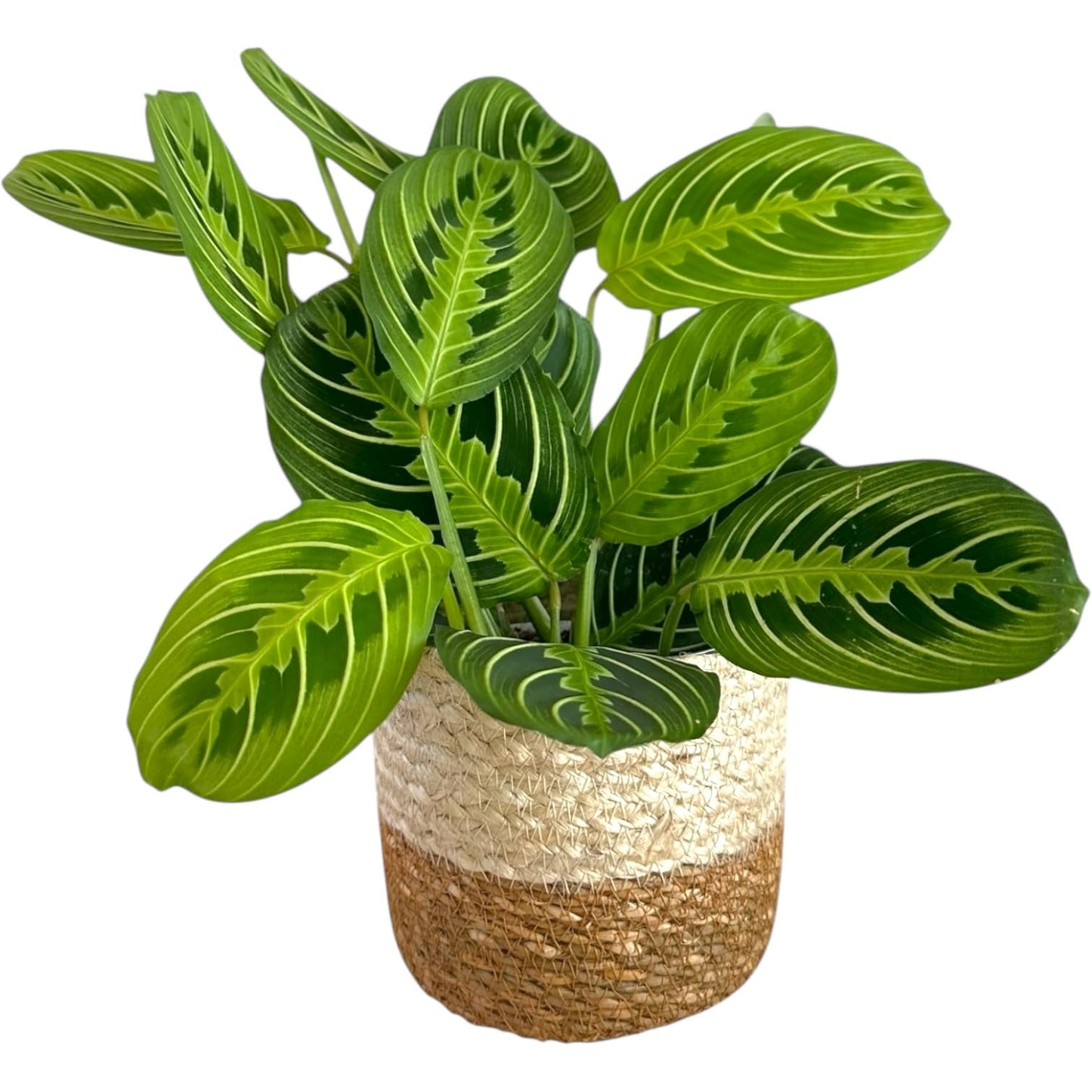 Live Plant, Lemon Lime Maranta Prayer Plant, Pet Friendly, Air Purifying Plant, Easy Care, Easy to Grow Live Indoor Plant, Houseplant, Rare Indoor Plant, Home Décor Pot (Jute Brown Assorted)