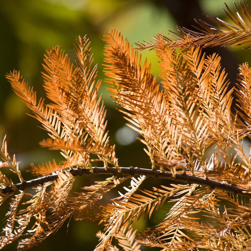 Live Plant - Bald Cypress Tree - 2-3 Foot Tall Live Plant - 24-36" Tall Seedling - Potted