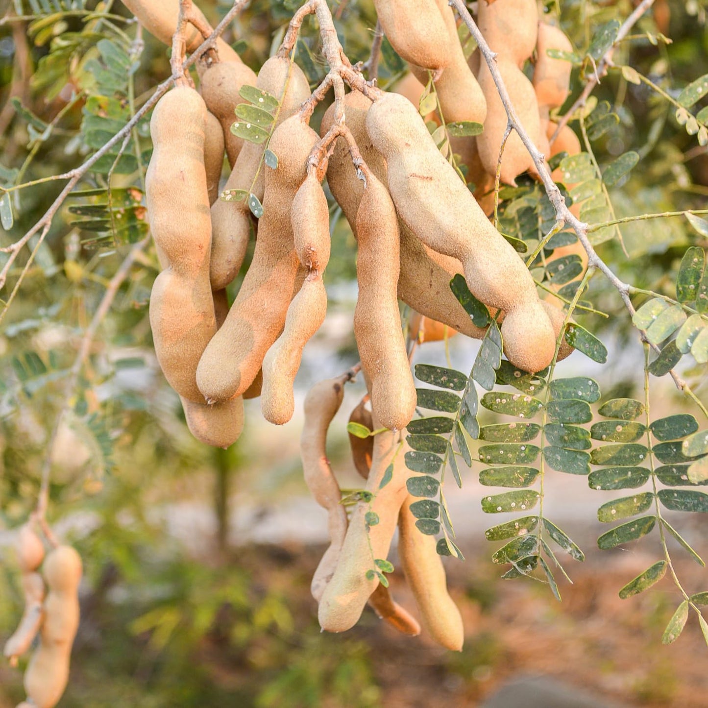 Tamarind Tree Live Plant in 4 Inch Pot, 6-10 Inches Tall for Outdoor Growing, Tropical Fruit Tamarind Plants