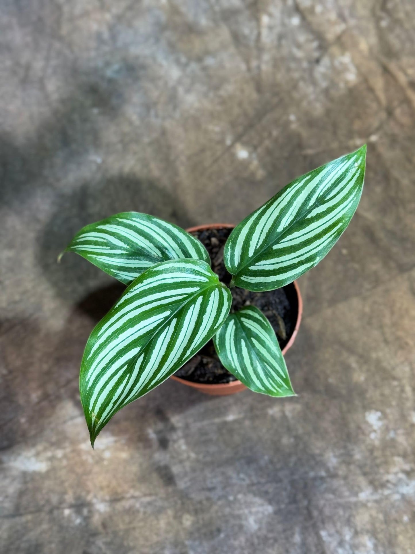 PLANTVERS Live Calathea Plant in 2" Grow Pot – Easy Care & Low Maintenance Tropical Houseplant – Air Purifying Indoor Plant for Low Light & Home Décor (Calathea 'Vitatta')