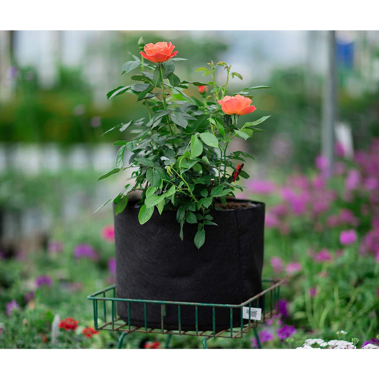 Smart Pots 30-Gallon Smart Pot Soft-Sided Container, Black