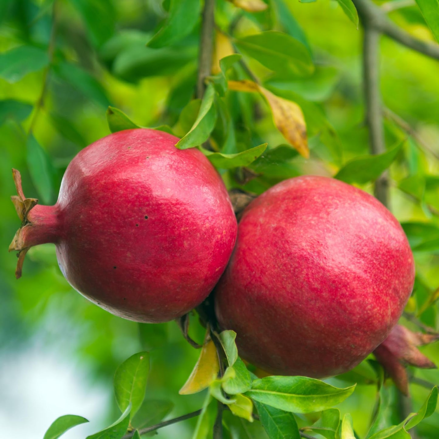 Pomegranate Tree Live Plants, Sweet Pomegranate Tree Plant, Pomegranate Sapling, 5 to 8 Inch Tall