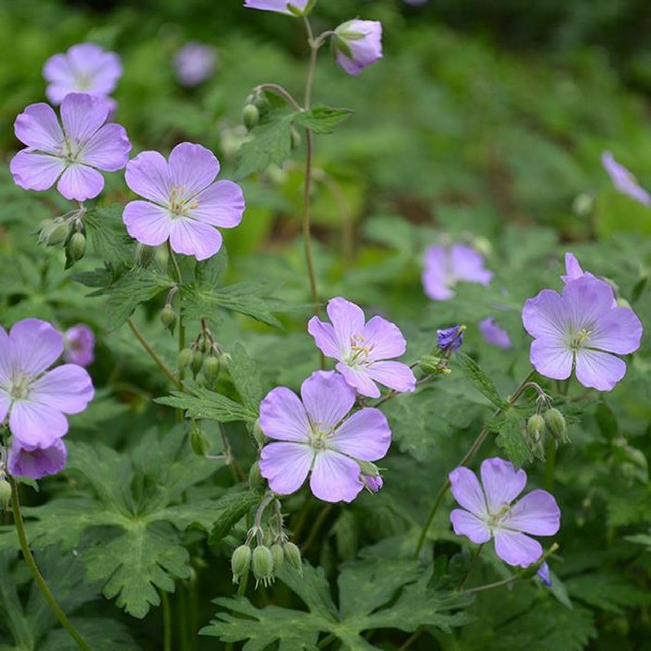 Live Plant - 5 Wild Geranium Roots - Cranesbill/Spotted Purple Flower - Geranium maculatum