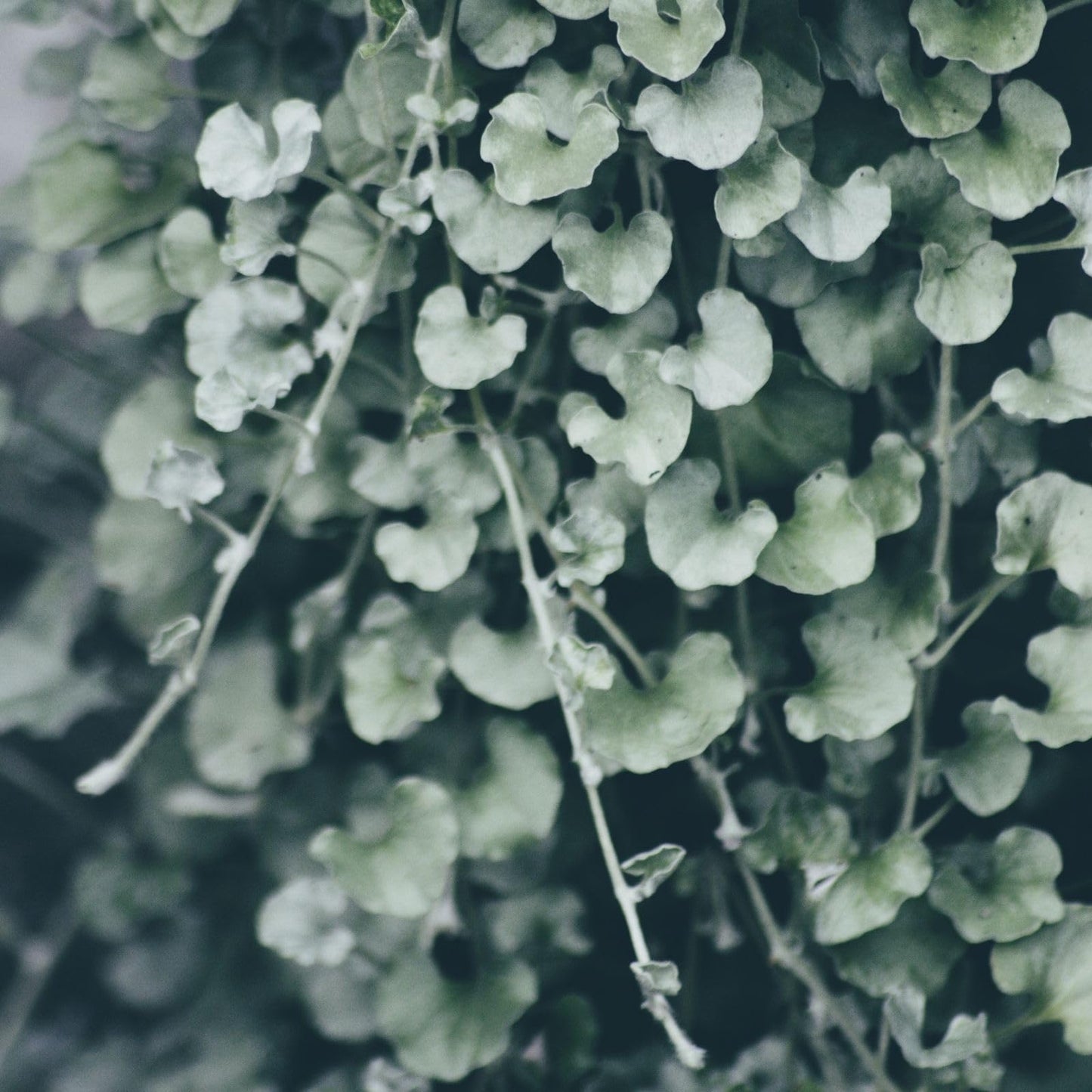 Clovers Garden Dichondra Silver Falls Plants Two (2) Live Plants – Non-GMO - Not Seeds - Each 4" to 8" Tall – in 4" Inch Pots - Heat, Drought Tolerant
