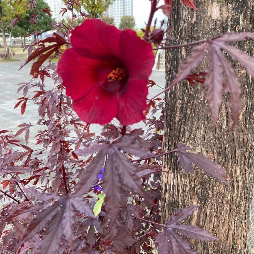 2 Hardy Hibiscus Plants Live, Cranberry Hibiscus Flowers Plants from 5 Inches Tall