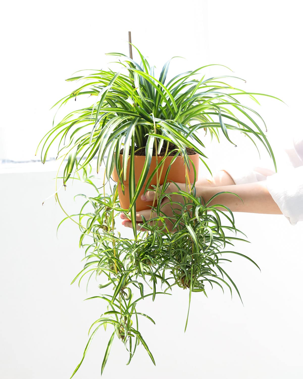 Bonnie Curly Spider Plant (8" Grower Pot) - Chlorpohytum Comosum - Grow, Easy to Care Houseplant - Live Healthy Houseplant for Home Office Decoration - Pet Friendly Indoor Plant