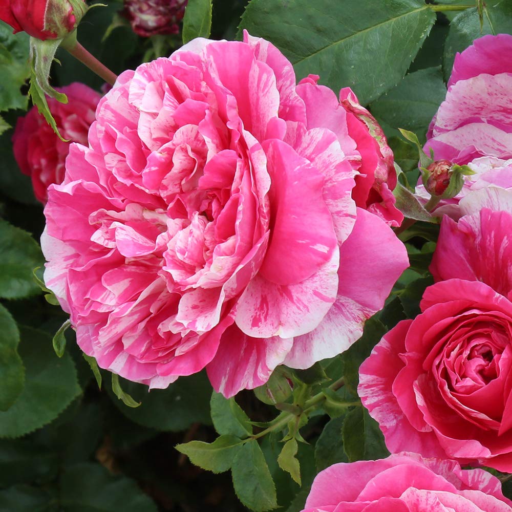 Heirloom Climbing Roses, Live Own Root Plant for Outdoor Garden, Raspberry Cream Twirl™, Lightly Fragrant, Hardiness Zones 6-10, Continual Blooming