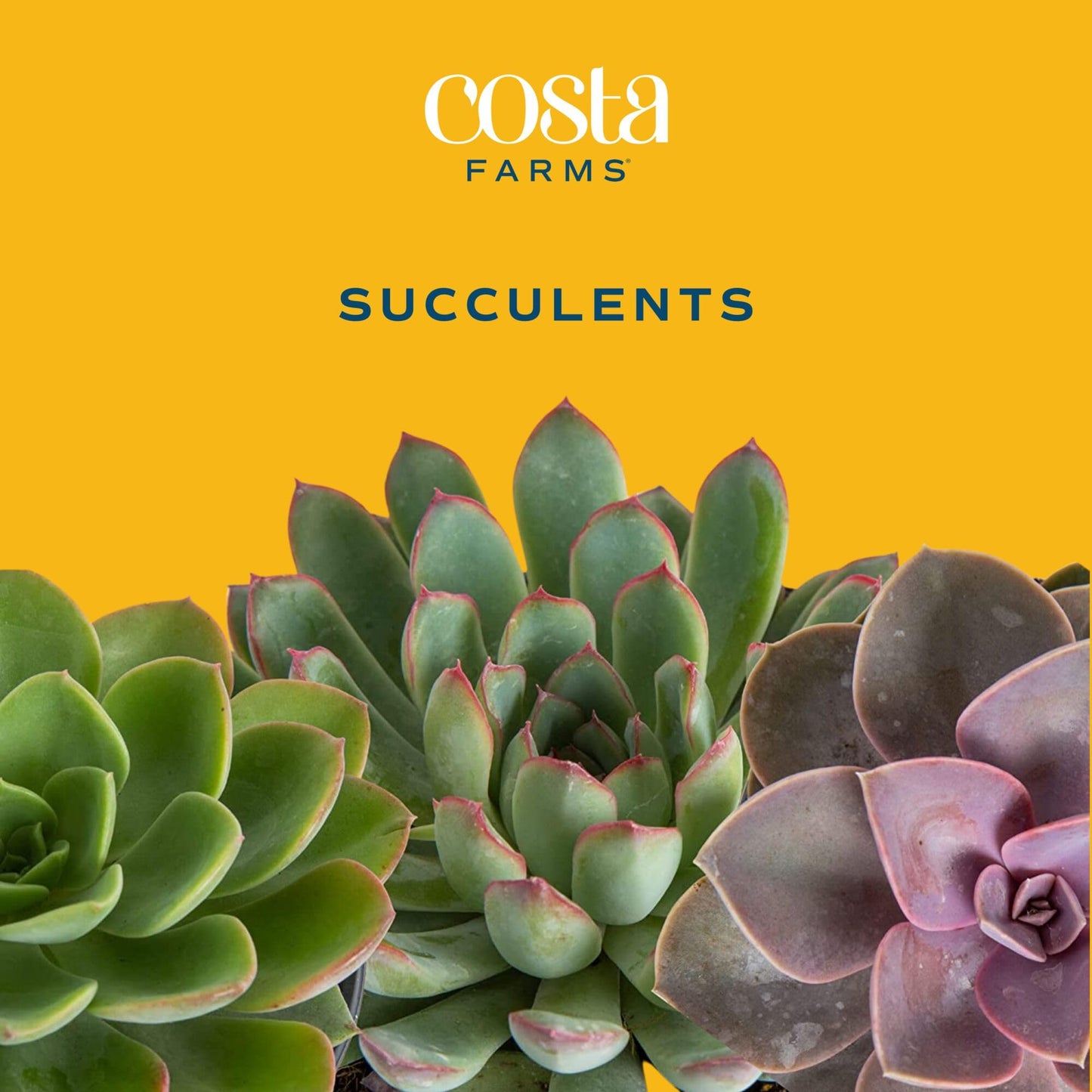 Costa Farms Succulents (10 Pack), Live 2.5 Inch Succulent Plants, Grower's Choice Houseplants, Potted in Nursery Plant Pots, Potting Soil, Gift for Bulk Baby Shower, Bridal Shower, DIY Room Décor
