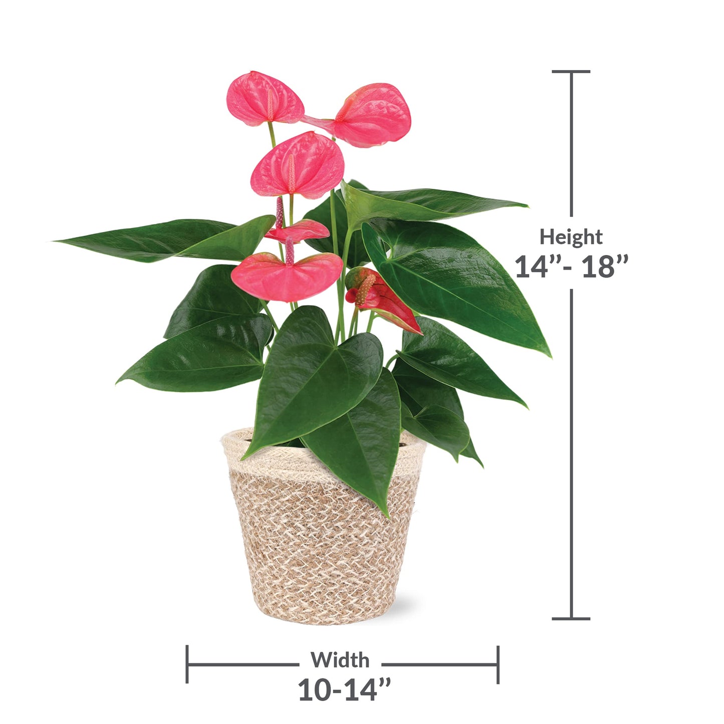 Green Circle Growers 5" Pink Anthurium in Cream Jute Pot, Live Indoor Plants, House Plant