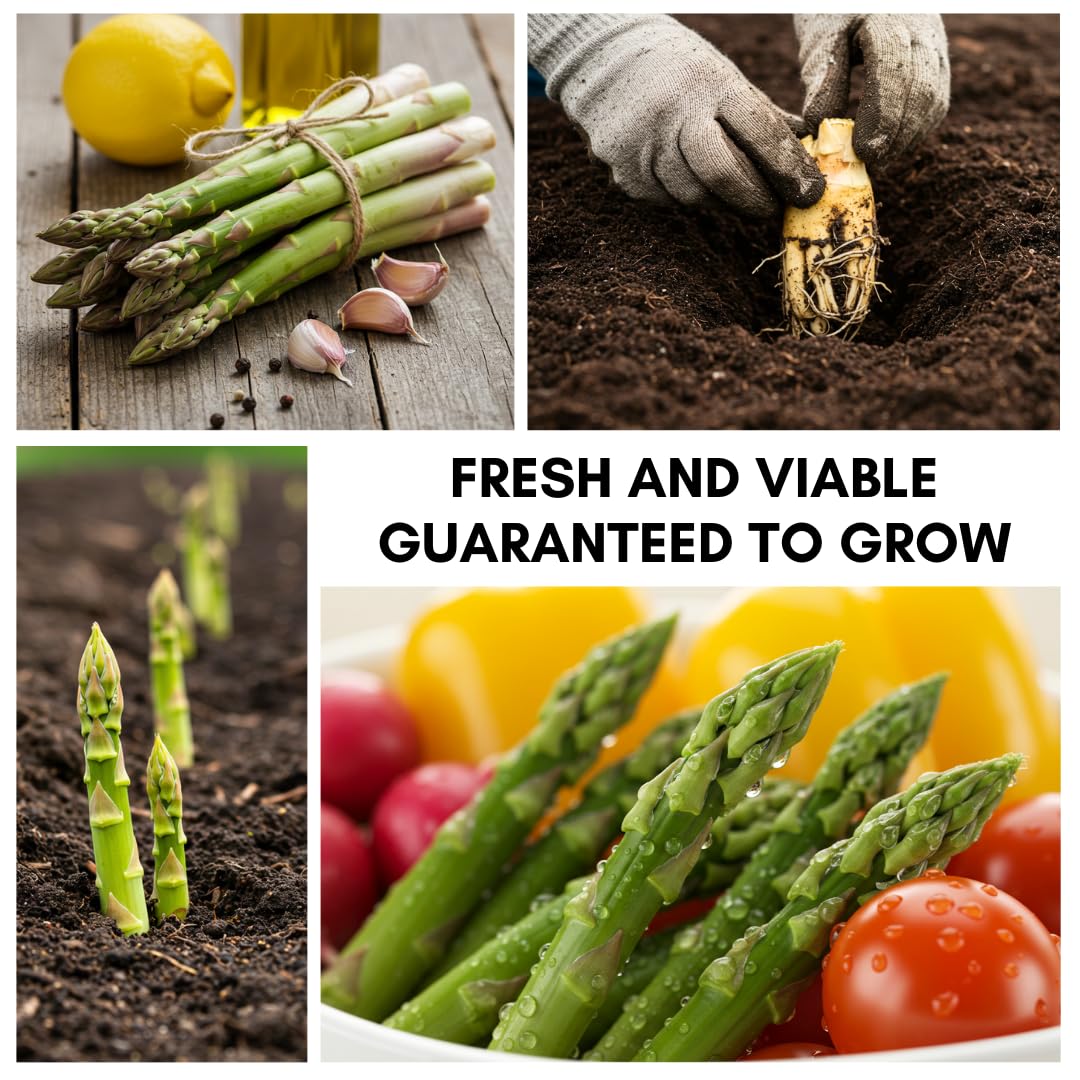 Jersey Giant Asparagus Crowns – 25 Live 2-Year Bare Root Plants – High-Yield Variety for Home Gardens and Farms