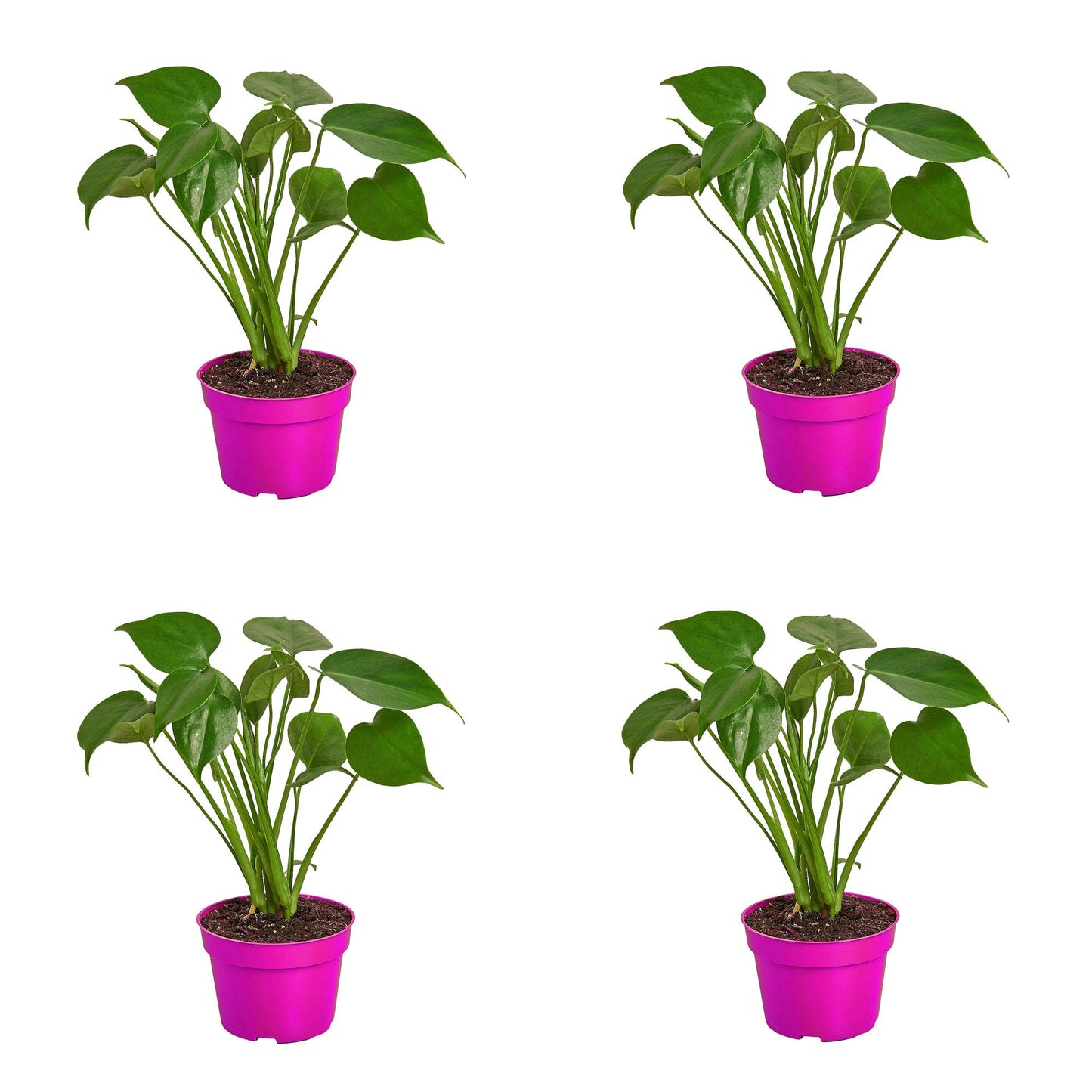 4 Pack Philodendron Monstera Split-Leaf in 4in Pot - Live Plants Tropical Houseplants | Variegated | USA Growers | The Snobby Leaf