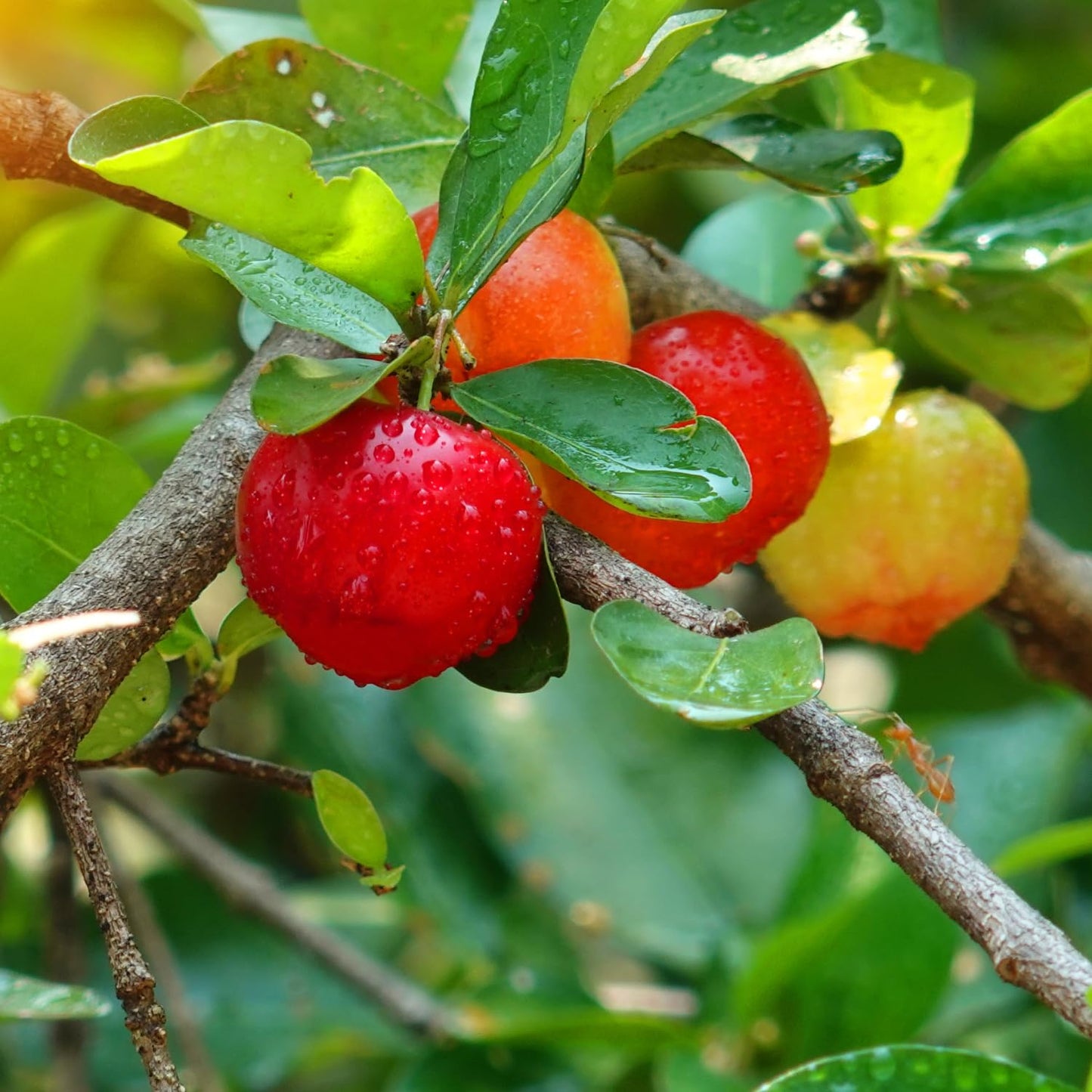 Barbados Cherry Tree, 4-8 Inch Tall, Acerola Barbados Cherry Plant Live for Planting Indoor Outdoor Ornamental Garden, No Pot