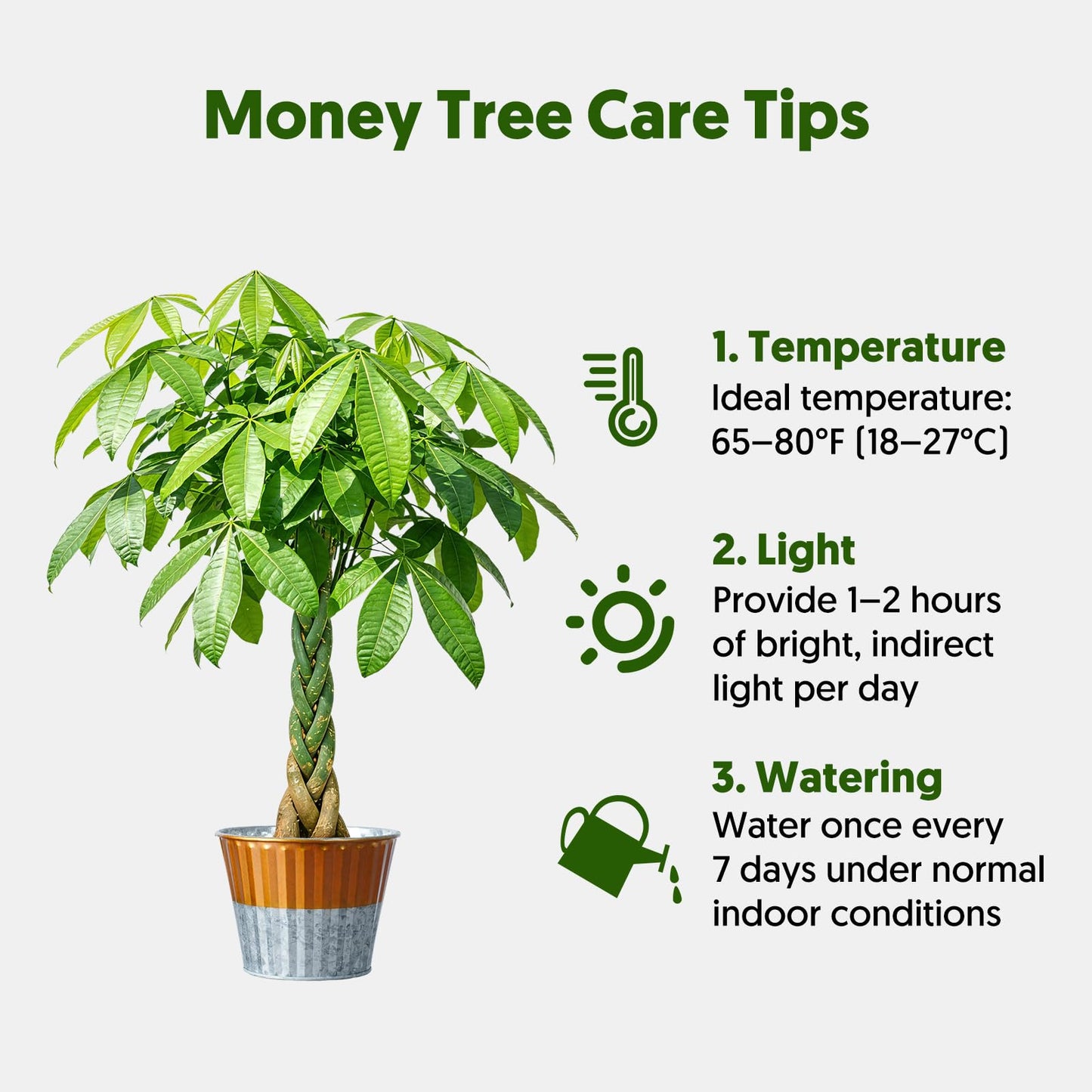 Live Plants Money Tree in 4" Gold-Gray Pot, Easy to Grow Houseplant, Indoor Bonsai, Home Office Decor, Birthday Housewarming Gift