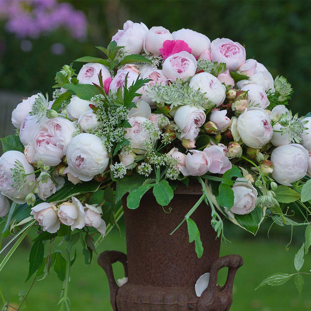 Heirloom Floribunda Roses, Live Own Root Plant for Outdoor Garden, Parfuma® Earth Angel, Exceptionally Fragrant, Hardiness Zones: 5-9, Continual Blooming