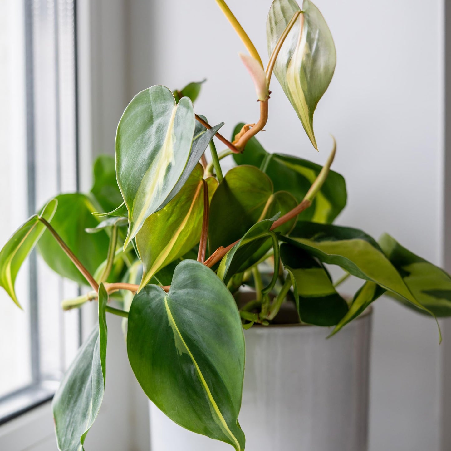 Brasil' Philodendron Plant Hanging Basket, 6" Pot, Live Philodendron Air Purifying Plants Indoor House Plants, Heart Leaf Philodendron Hanger Decor, Easy Care Real Plants by Plants for Pets