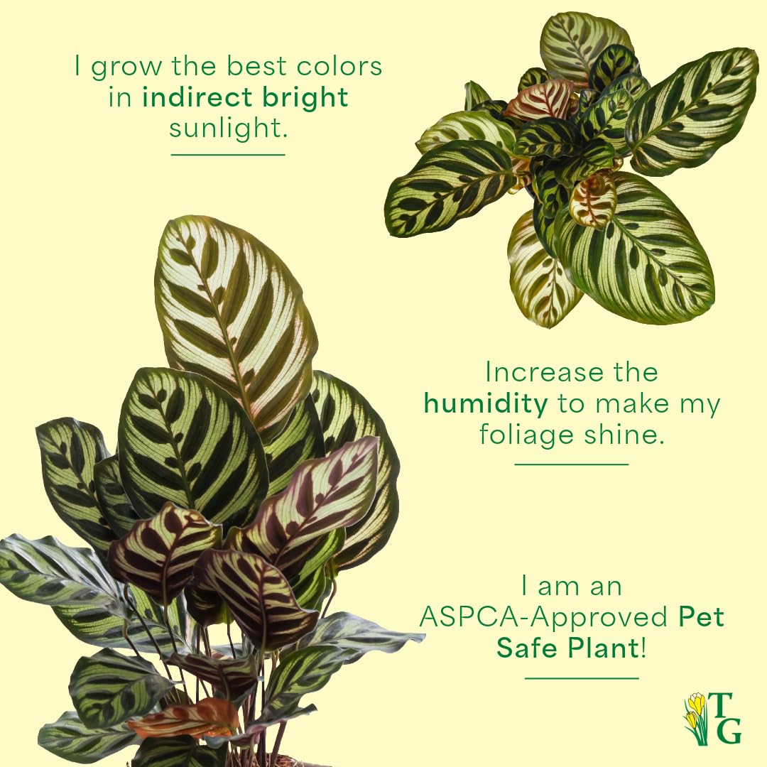 Thorsen's Greenhouse Peacock Calathea, Live Indoor Plant, Safe for Pets, Colorful Foliage, Rare Variety, Peacock Plant, 4" Diameter (Coffee)