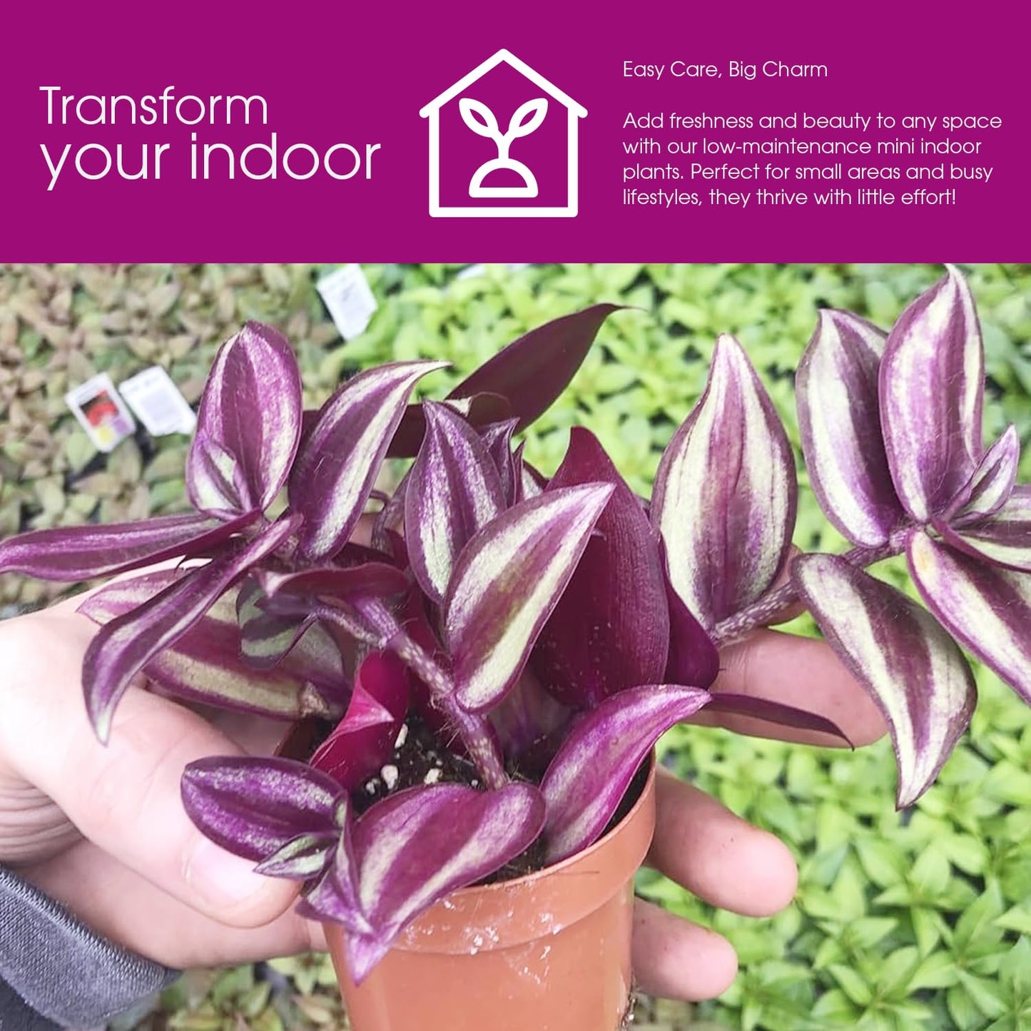 Live Tradescantia Zebrina Plant in 2.5-Inch Pot- Purple Wandering Jew - Easy Live Houseplant for Home & Office Decor - Eye-Catching Silver and Green Foliage - Indoor Gardens Air-Purifying (1)