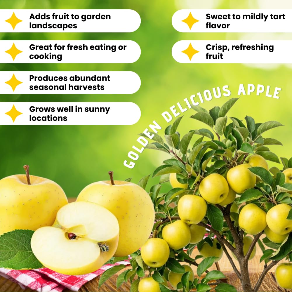 Golden Delicious Apple Plant Live, Sweet Apple Plant in 3 Gal, 3-4 Feet Tall, Apple Fruit Tree Outdoor Garden, No Ship to CA
