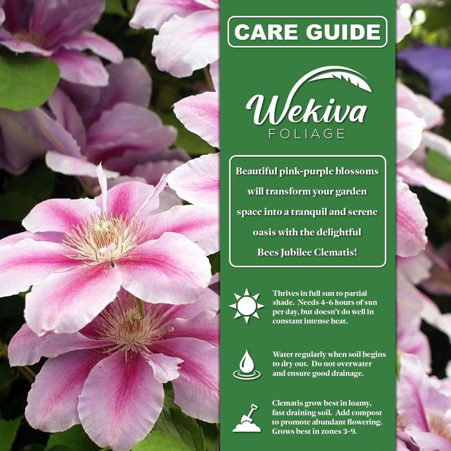 Clematis Bees Jubilee - 2 Live Plants in 3.5 Inch Growers Pots - Bold and Beautiful Starter Flowering Vine Ready for The Garden