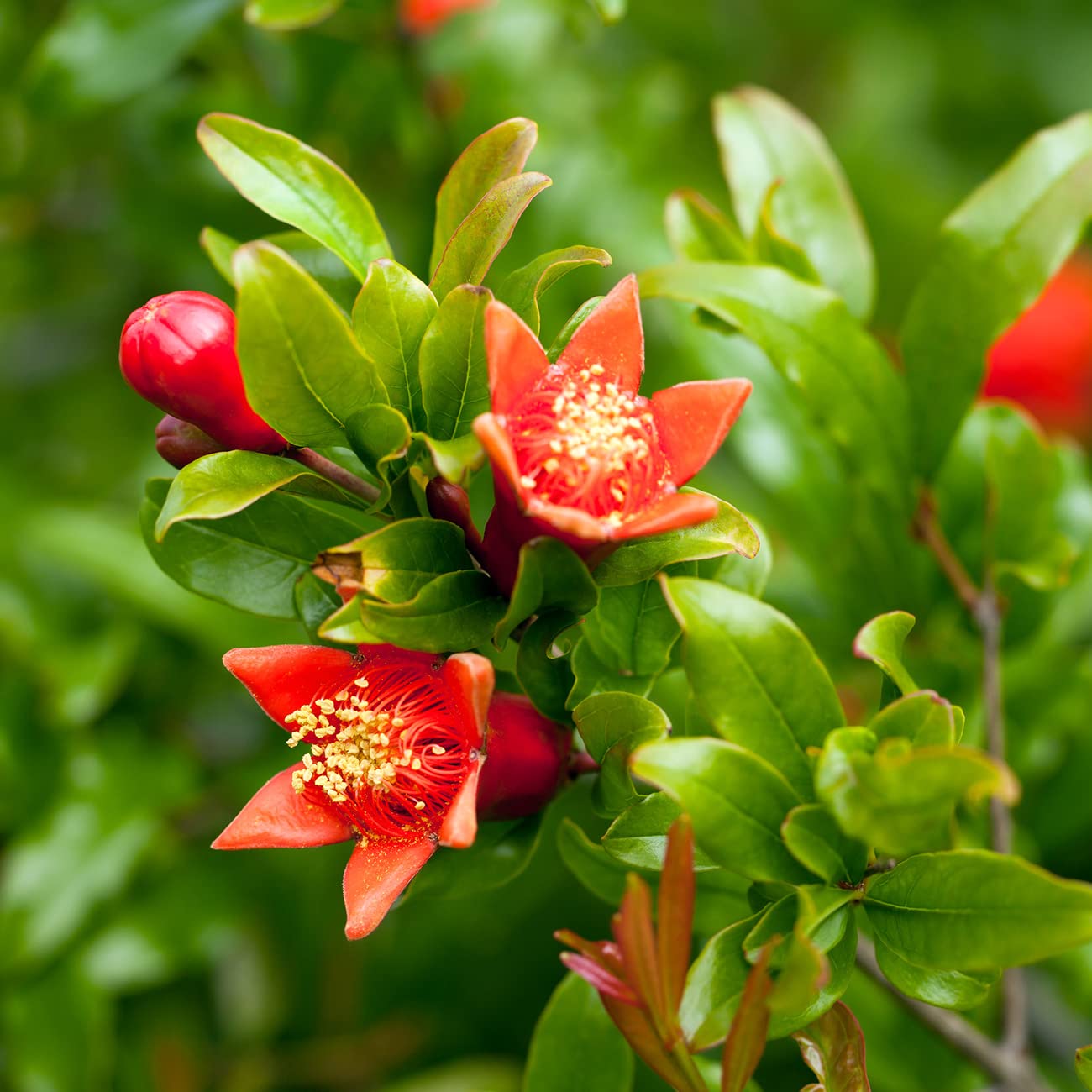 Russian Pomegranate in a 1 Gal. Grower's Pot | Cold Hardy Drought Tolerant | Yields Large Delicious Fruit | Real Dwarf Fruiting Tree