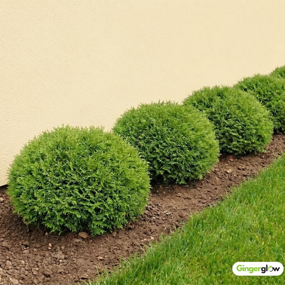 2 Mr Bowling Ball Live Plant, Trade Gallon Pot, 12-18 Inch Tall Arborvitae Shrub, Compact Dwarf Evergreen for Landscape, Containers & Garden