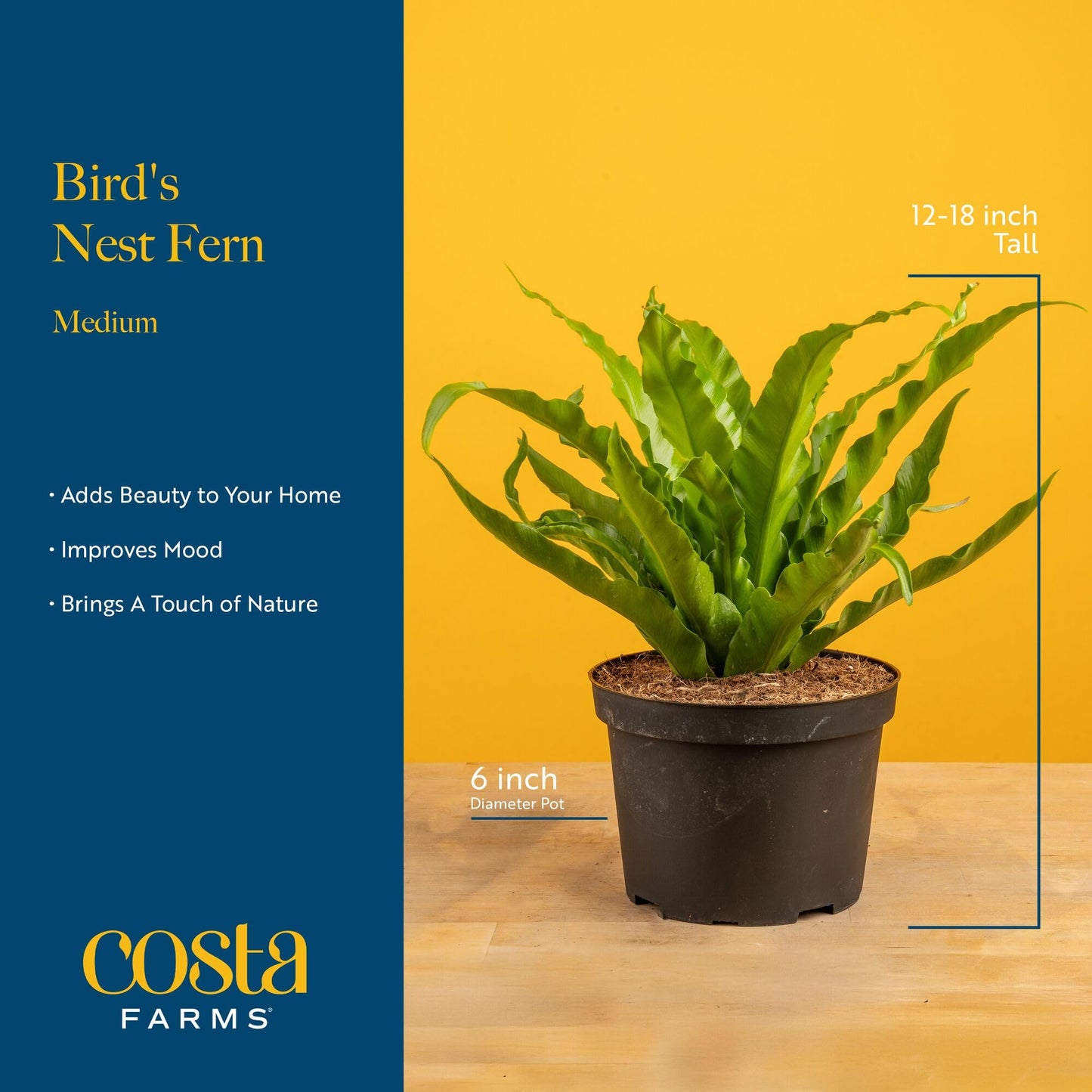 Costa Farms Bird's Nest Fern Live Plant in Plastic Pot, Air Purifying Indoor Houseplant, Perfect for Home, Room, or Office Decor, Great House Warming or Birthday Gift, 12-18 Inches Tall