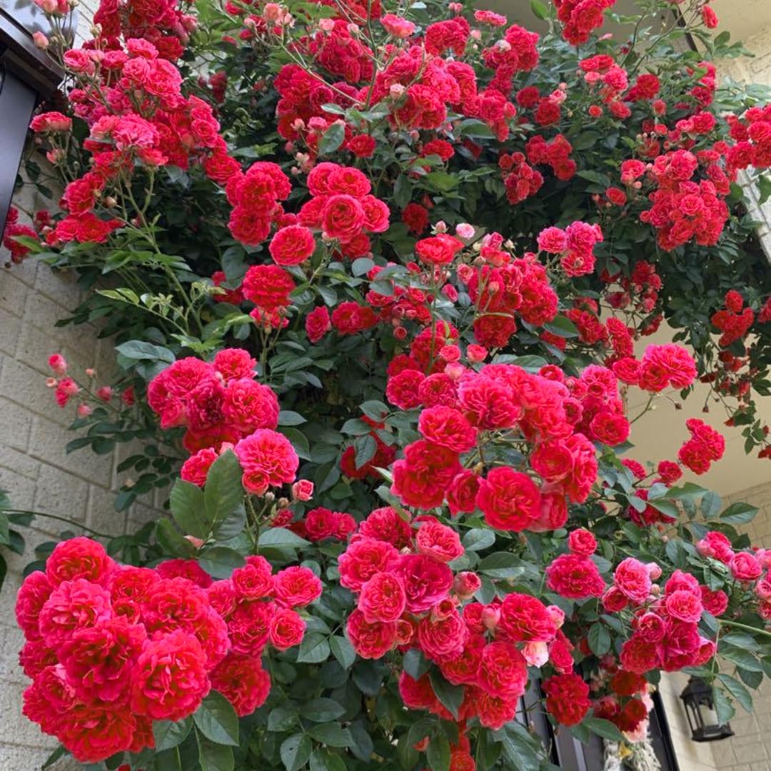 Hot Pink Climbing Rose Live Plant, Fragrant Rose Bush Ready to Plants, Zone 5 to 9, Size 3 to 7 Inches and Bare Root
