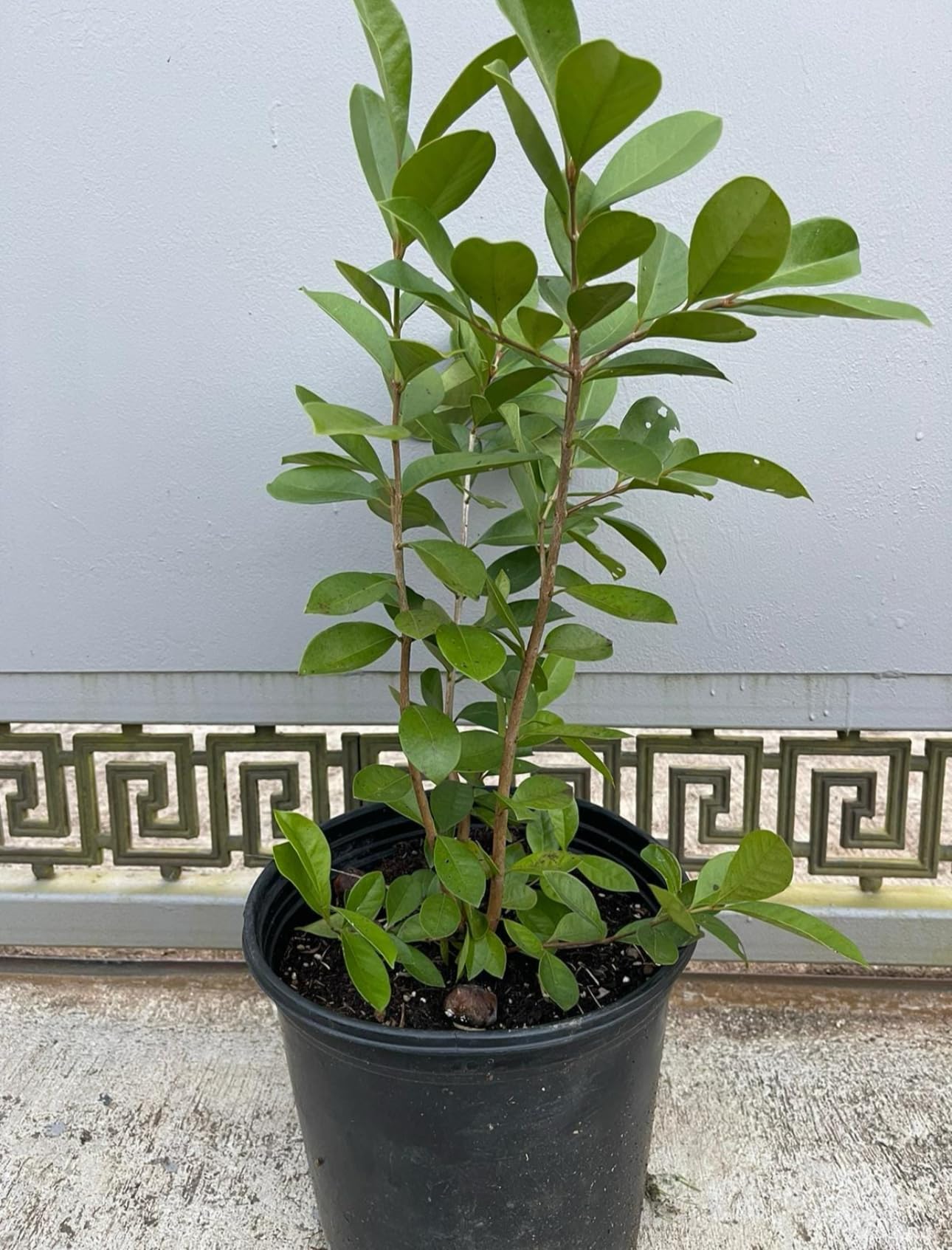 Guava Red Strawberry Live Plant/Tree Tropical 10inch-24inch