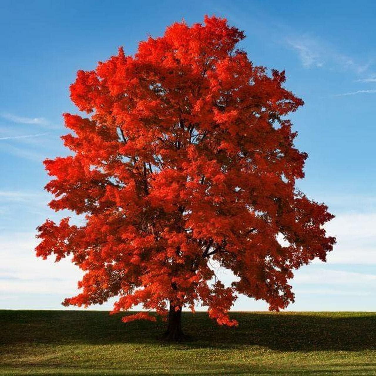 Brandywine Maple Tree - 6-12" Tall Live Plant - 2.5" Pot - Dark Red Maple Seedling - Acer rubrum ‘Brandywine’