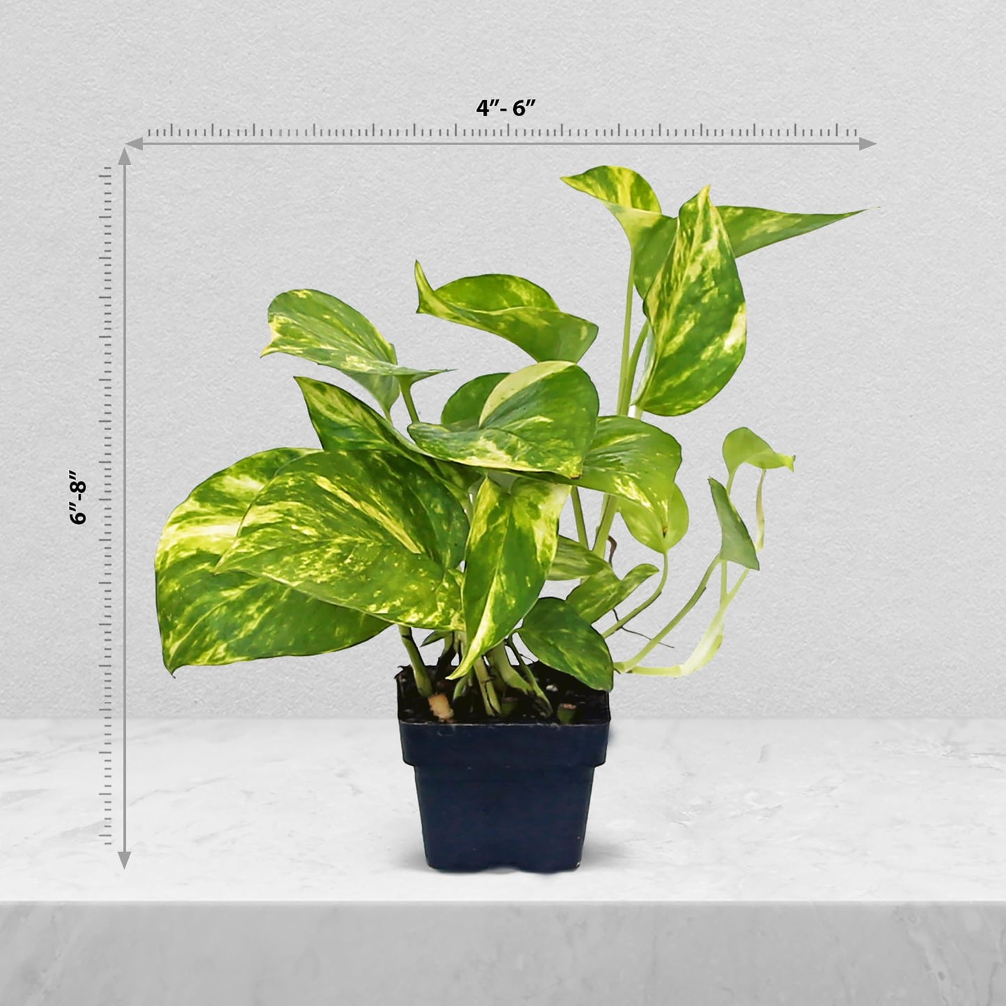 12 Pack Live Golden Pothos, Devil's Ivy Vine, Indoor Trailing Houseplant, Variegated Potted Plant, Sympathy Gift, Live Decor, Birthday Gift, Office Gift, Housewarming Gift in 3" Pot