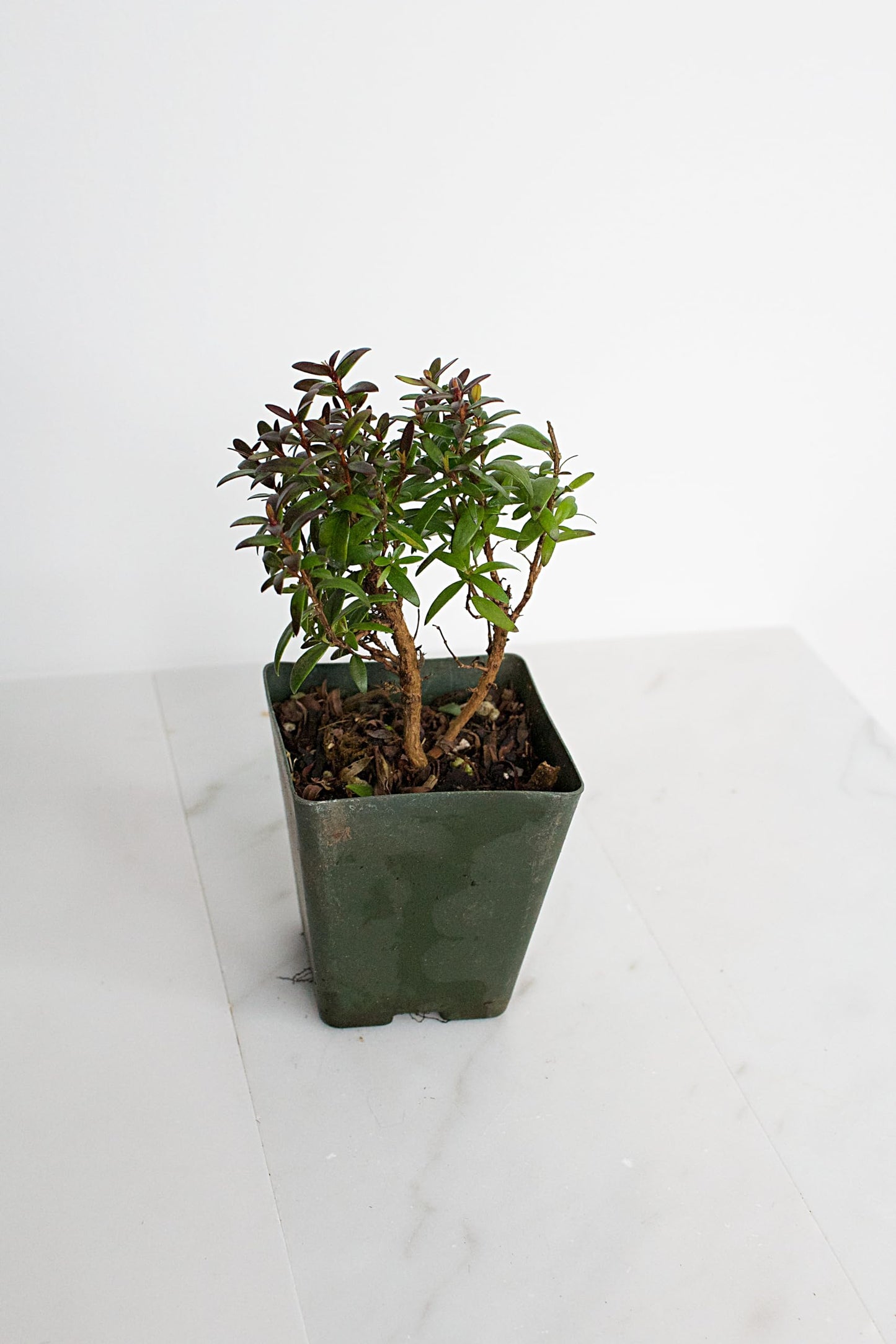 Generic Bonsai Starter Myrtle Compacta Plant Gift Mini Starter Plant 2 inch Pot Outdoor Zen Garden Gift for Mom (1), Green