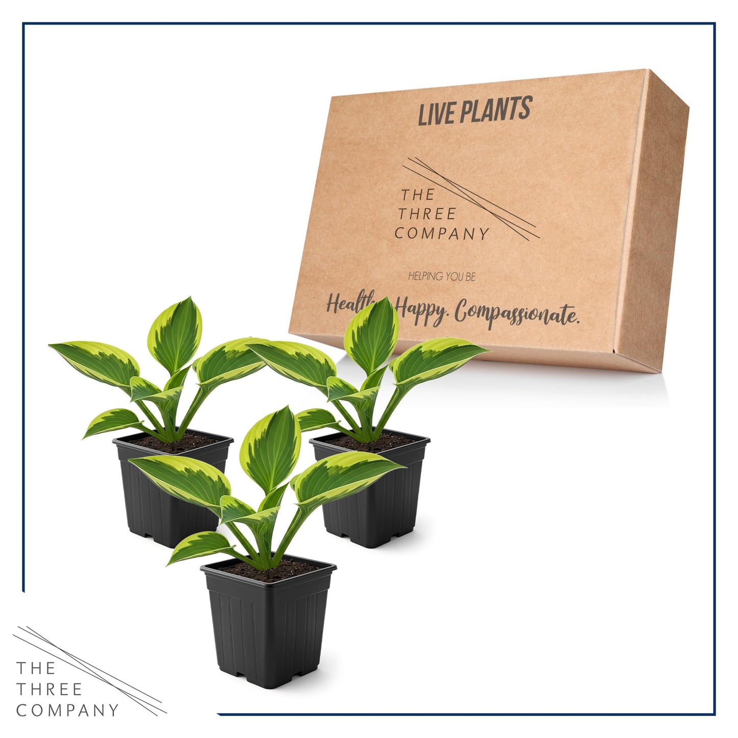 Live Perennial Hosta - Yellow Polka Dot Bikini (3 Plants Per Pack) Beautiful Accent Plant, 10" Tall by 4" Wide in 1 Qt Pot
